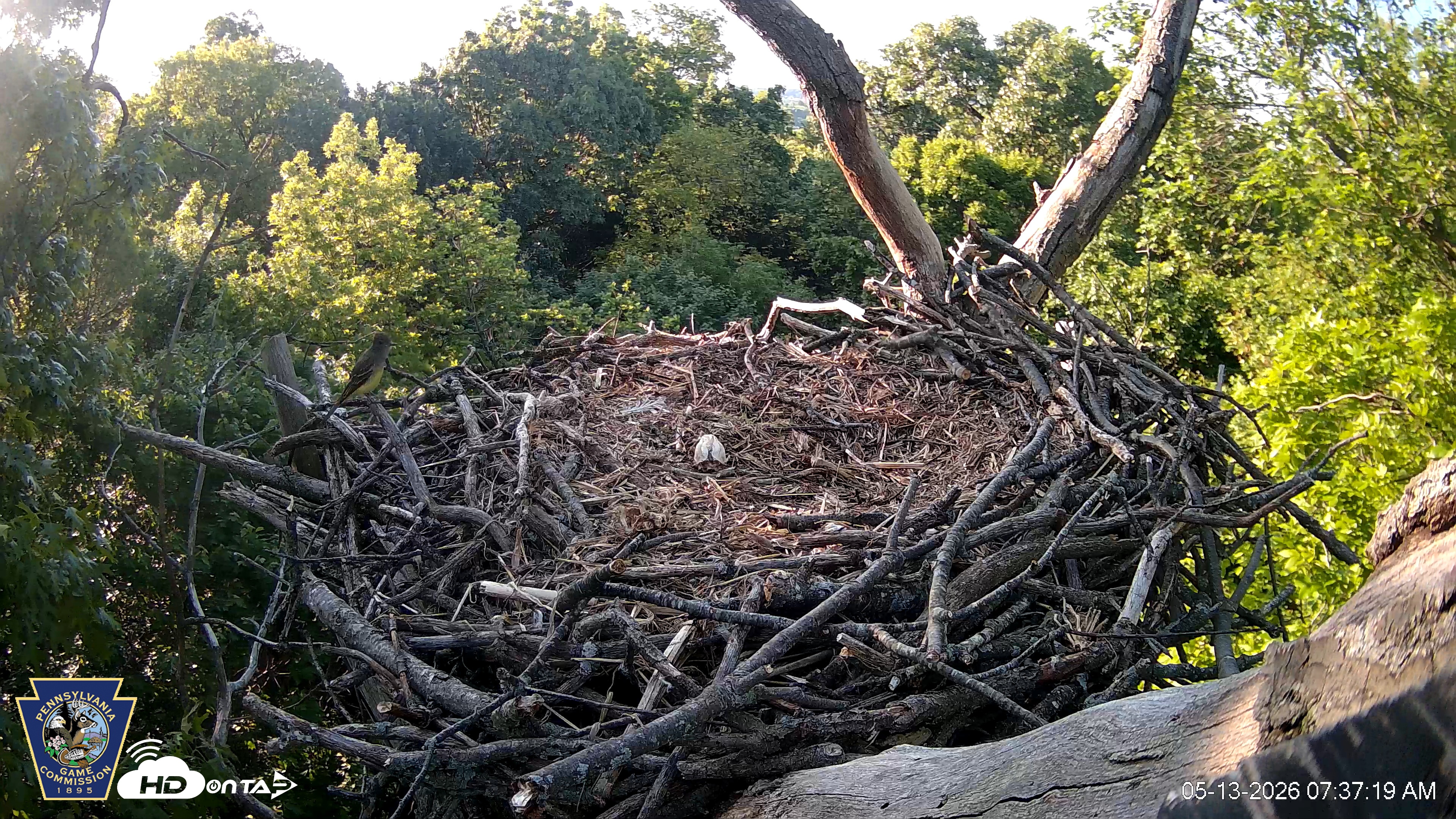Snapshot of Hanover Eagles Live Cam taken May 13, 2026, 7:37am EDT