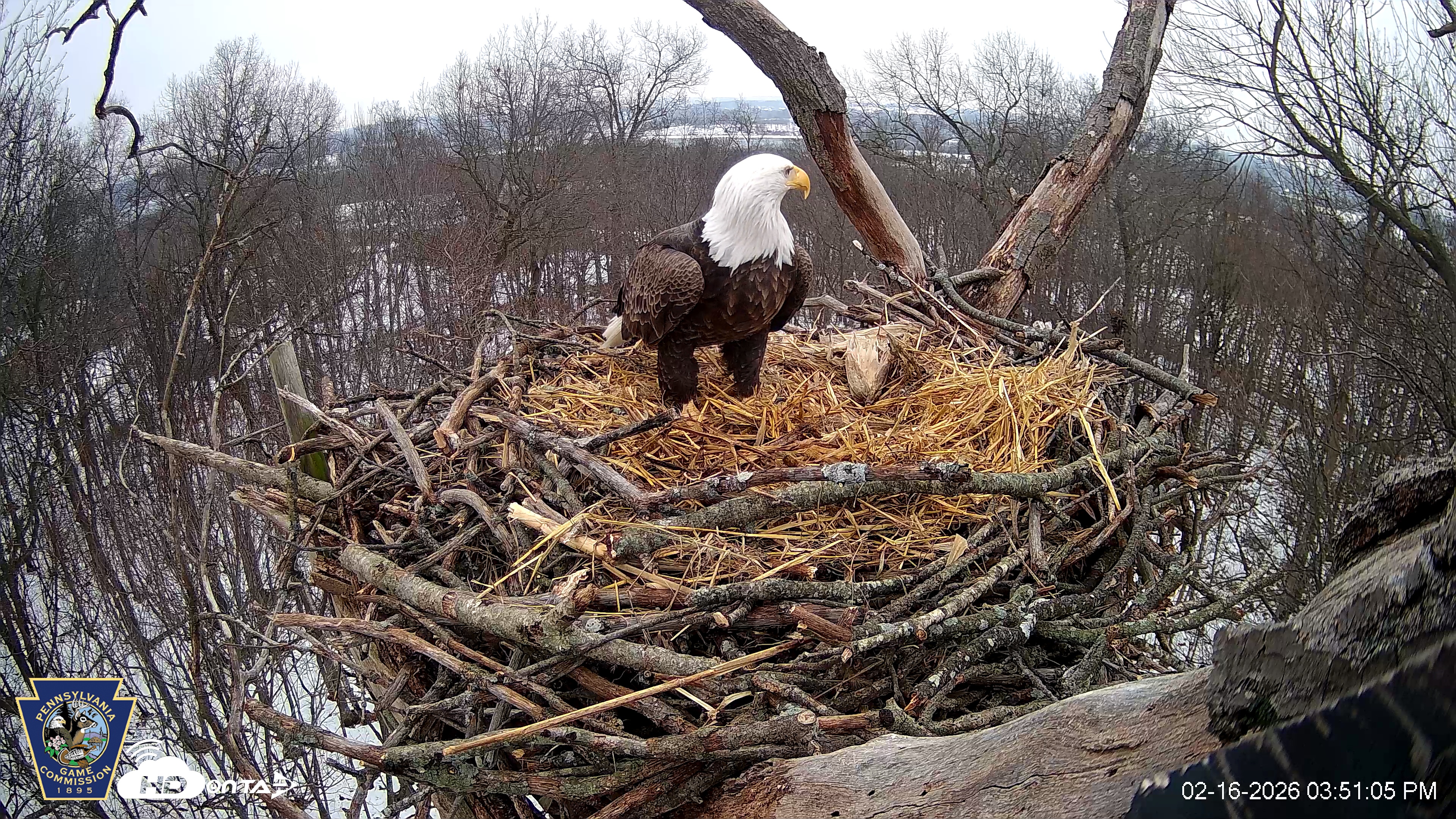 Snapshot of Hanover Eagles Live Cam taken Feb 16, 2026, 3:51pm EST