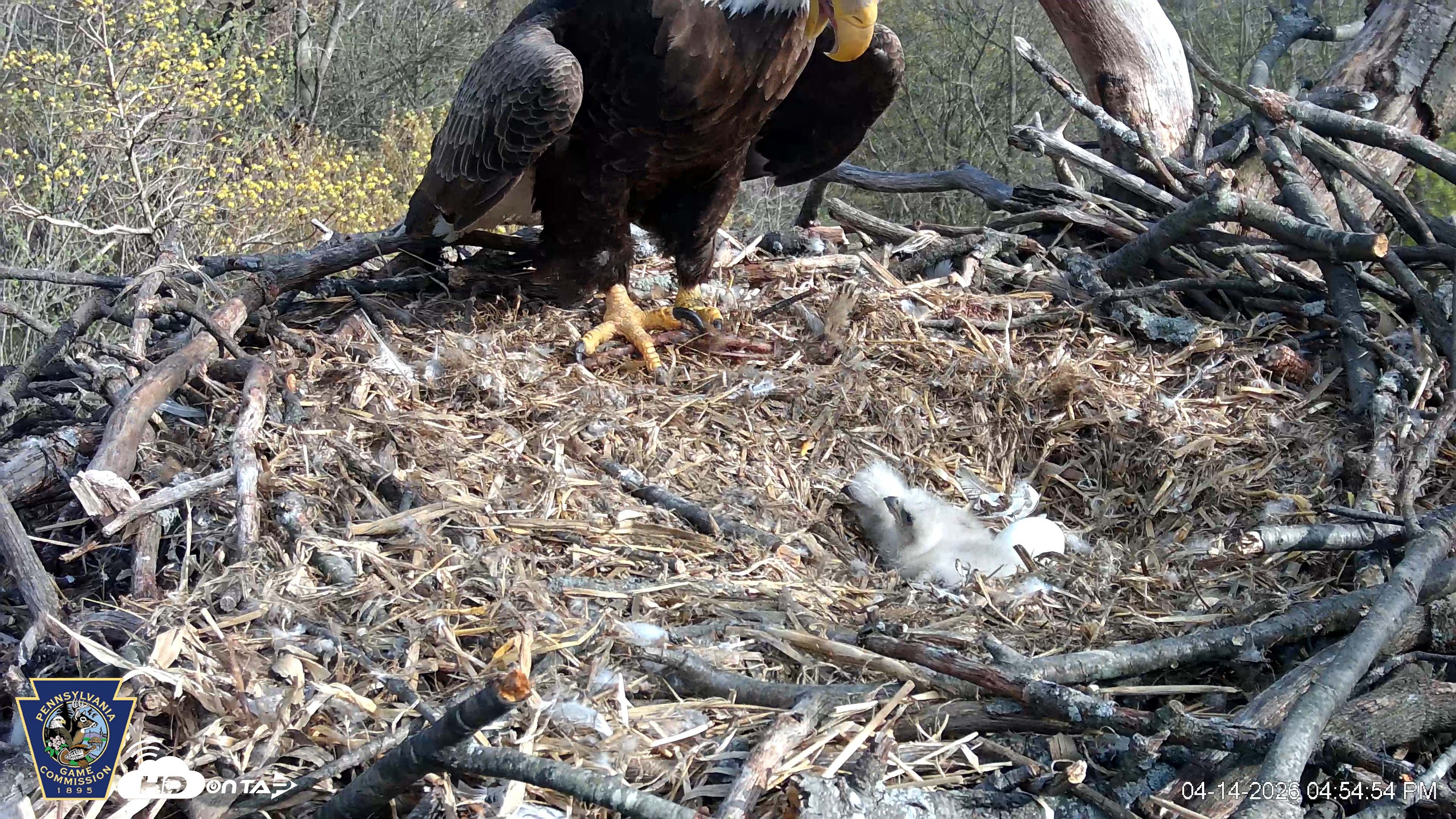 Snapshot of Hanover Eagles Live Cam taken Apr 14, 2026, 4:55pm EDT