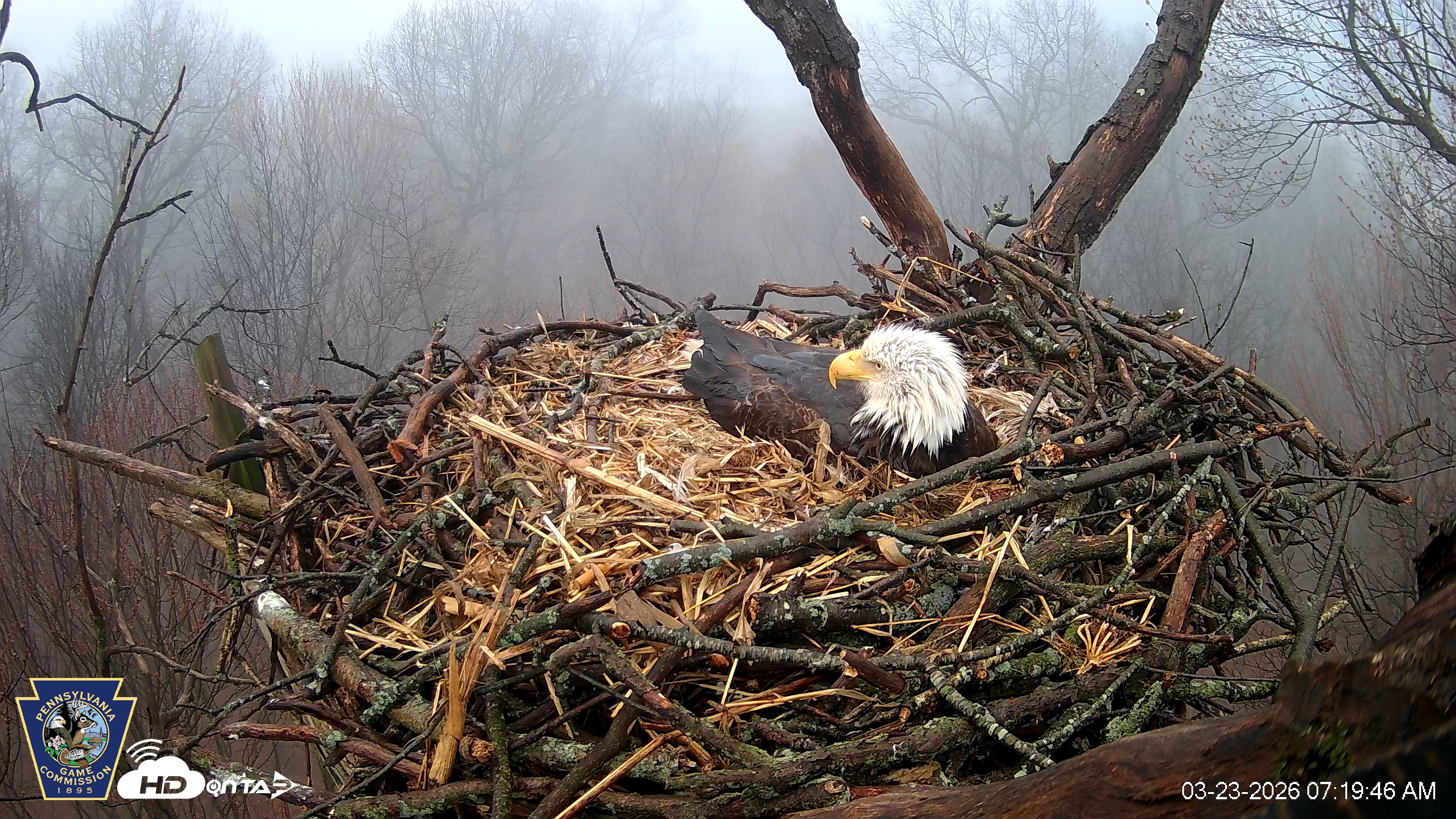 Snapshot of Hanover Eagles Live Cam taken Mar 23, 2026, 7:20am EDT
