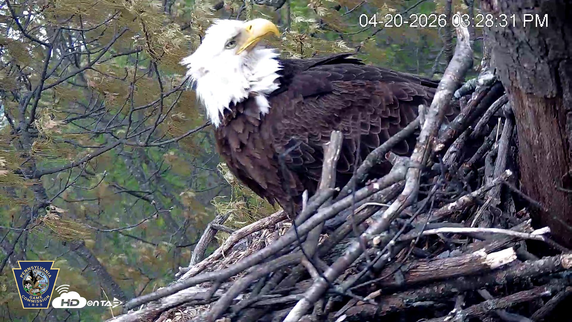 Snapshot of Hanover Eagles Live Cam taken Apr 20, 2026, 3:29pm EDT
