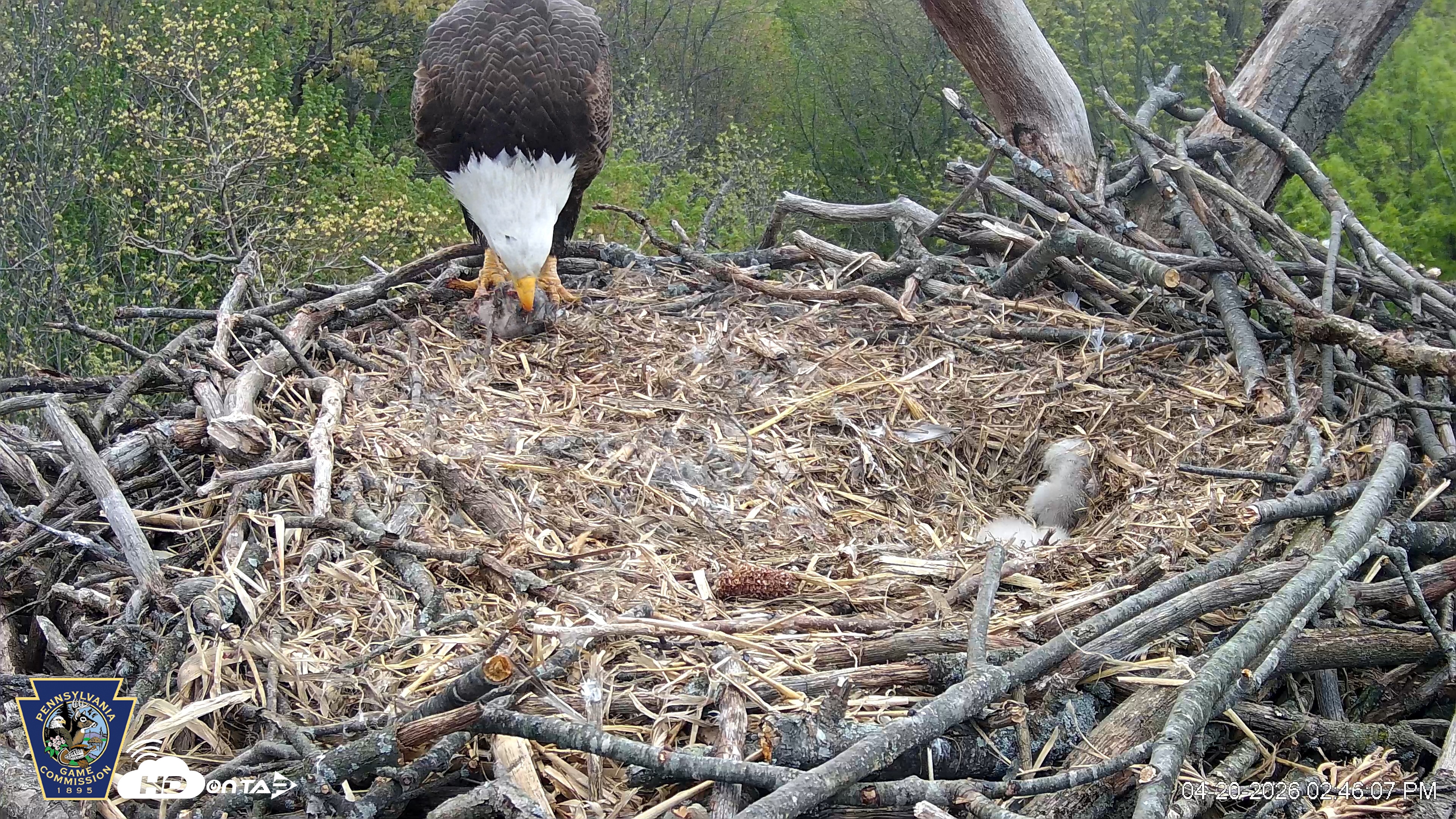 Snapshot of Hanover Eagles Live Cam taken Apr 20, 2026, 2:46pm EDT