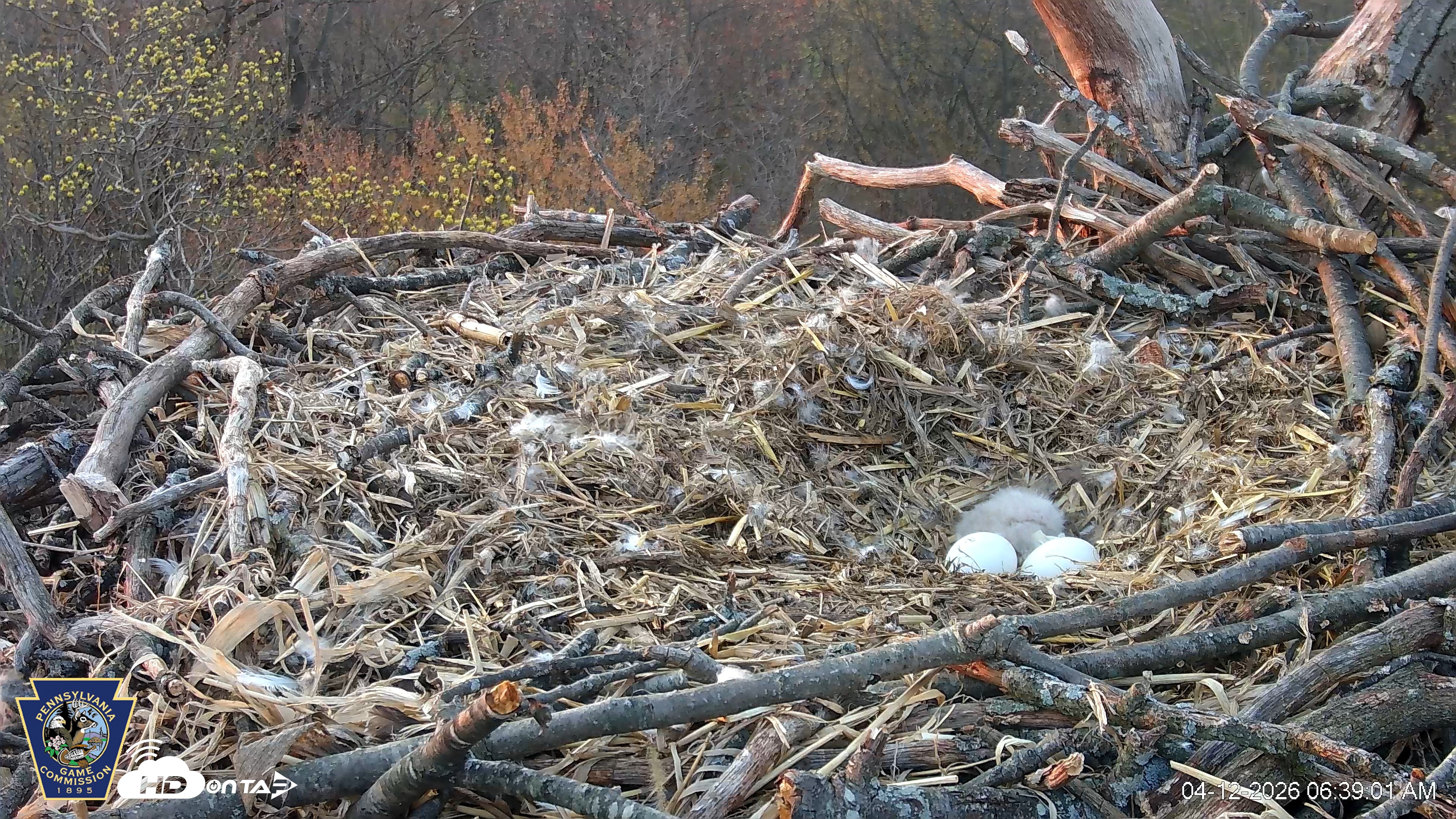 Snapshot of Hanover Eagles Live Cam taken Apr 12, 2026, 6:39am EDT