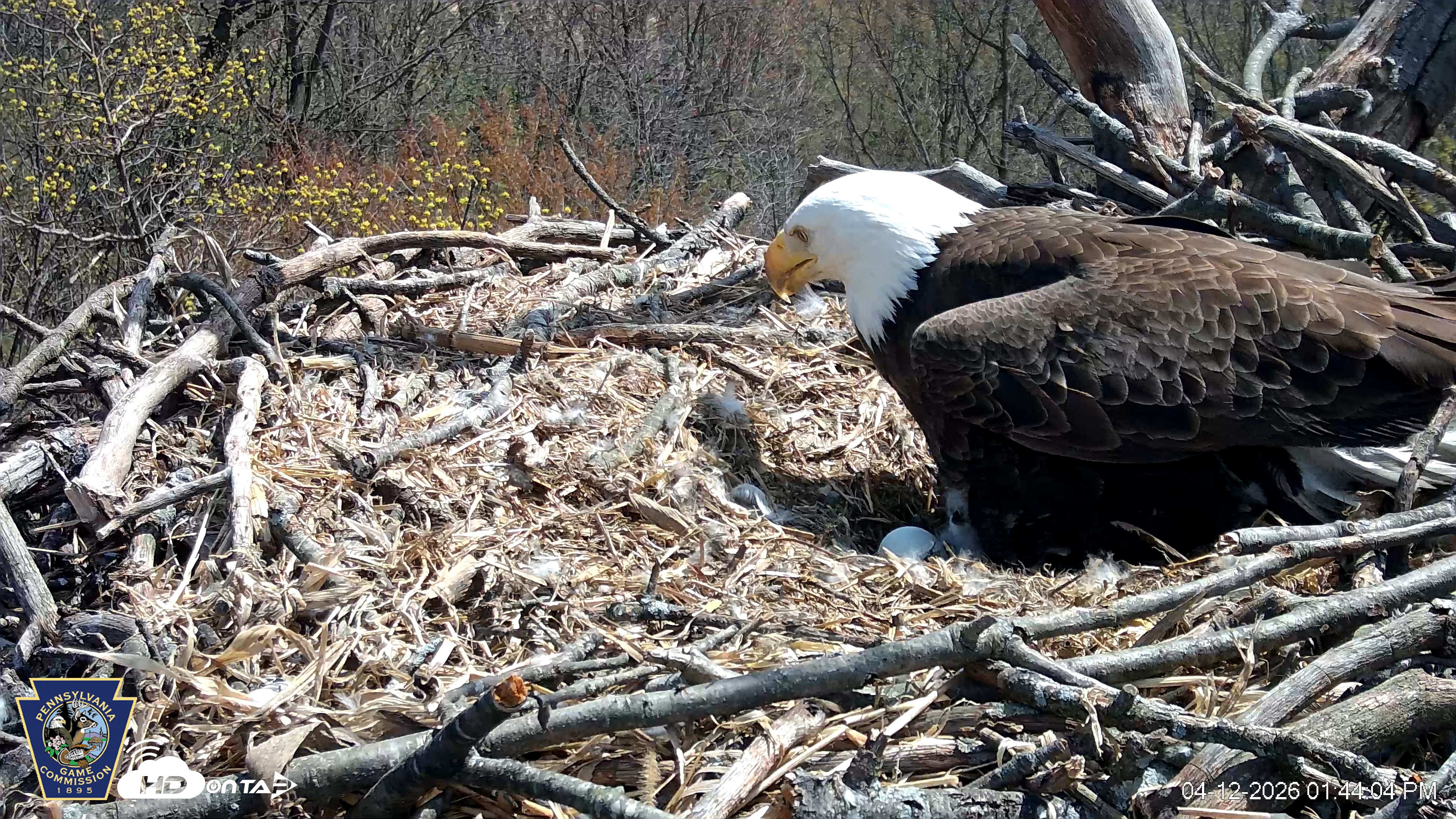 Snapshot of Hanover Eagles Live Cam taken Apr 12, 2026, 1:44pm EDT