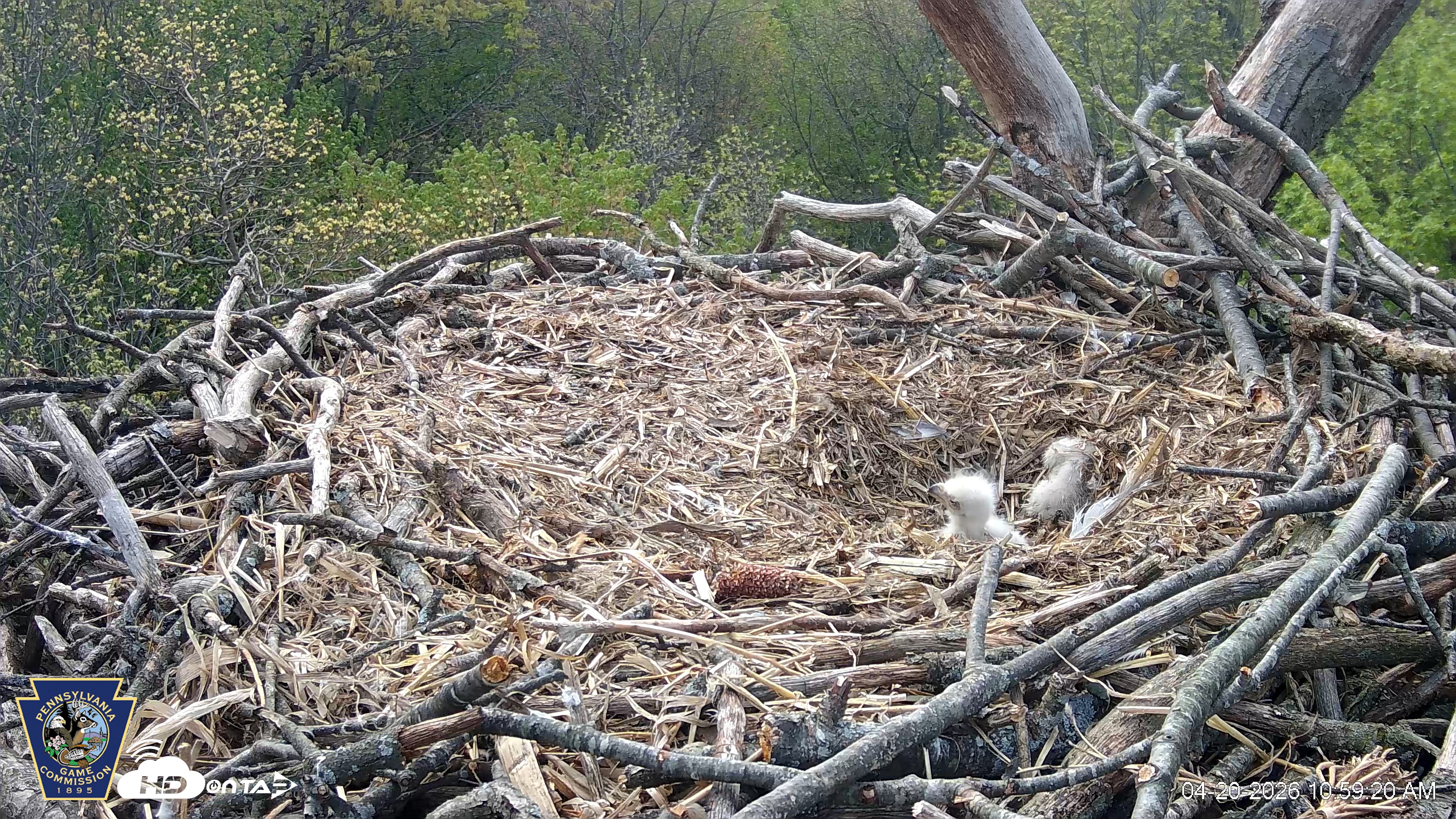 Snapshot of Hanover Eagles Live Cam taken Apr 20, 2026, 11:00am EDT