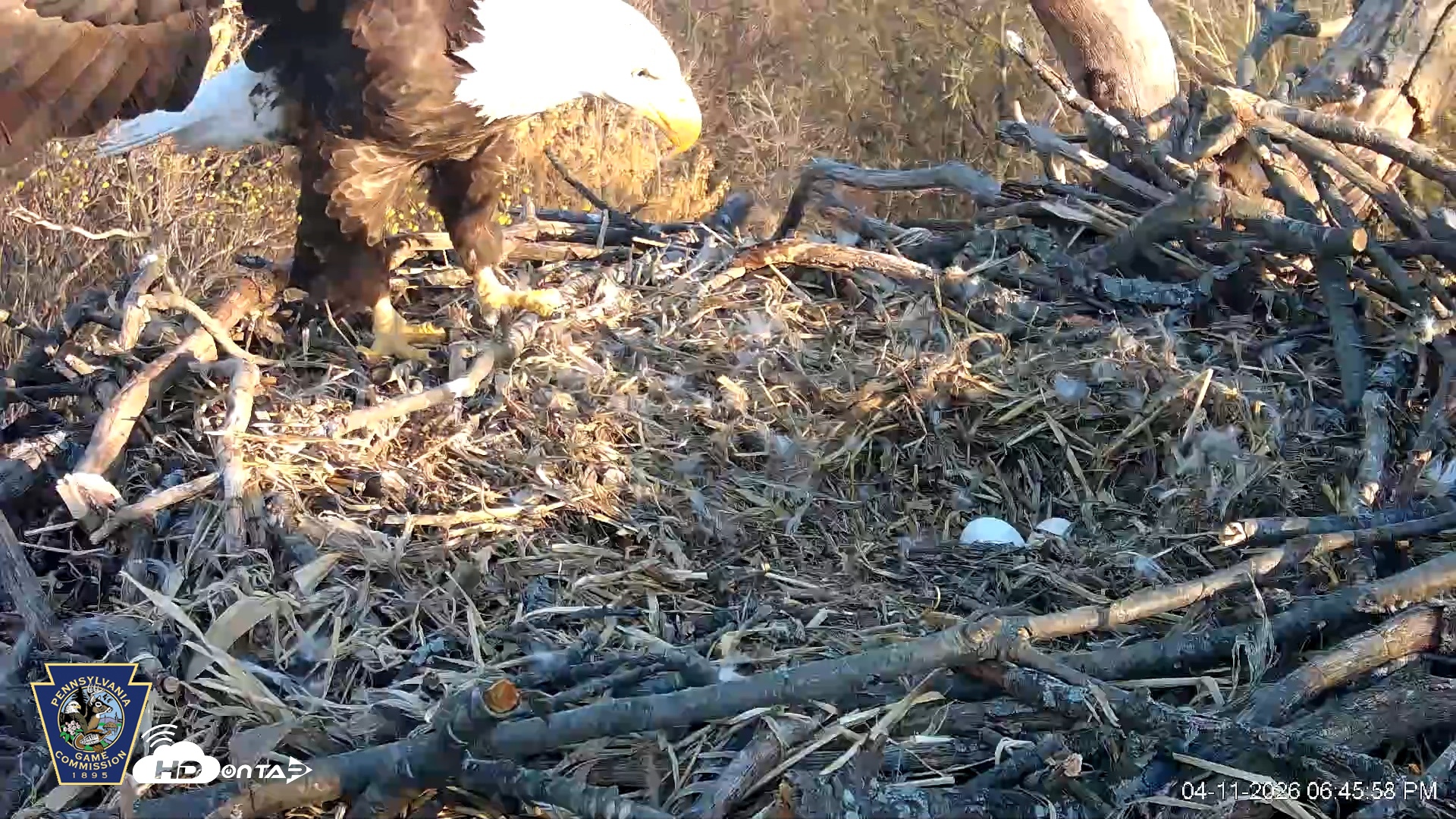 Snapshot of Hanover Eagles Live Cam taken Apr 11, 2026, 6:46pm EDT