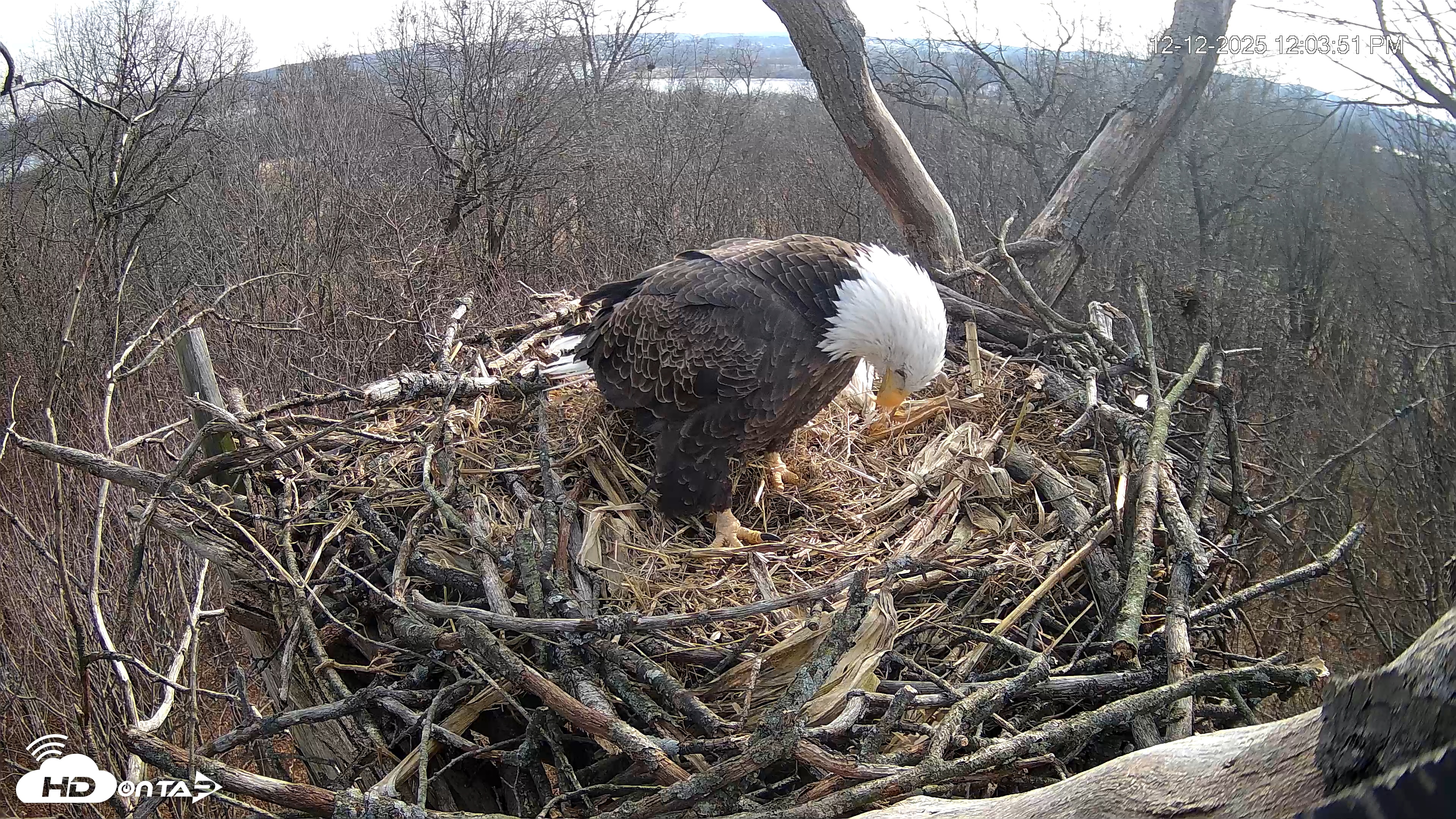 Snapshot of Hanover Eagles Live Cam taken Dec 12, 2025, 12:04pm EST