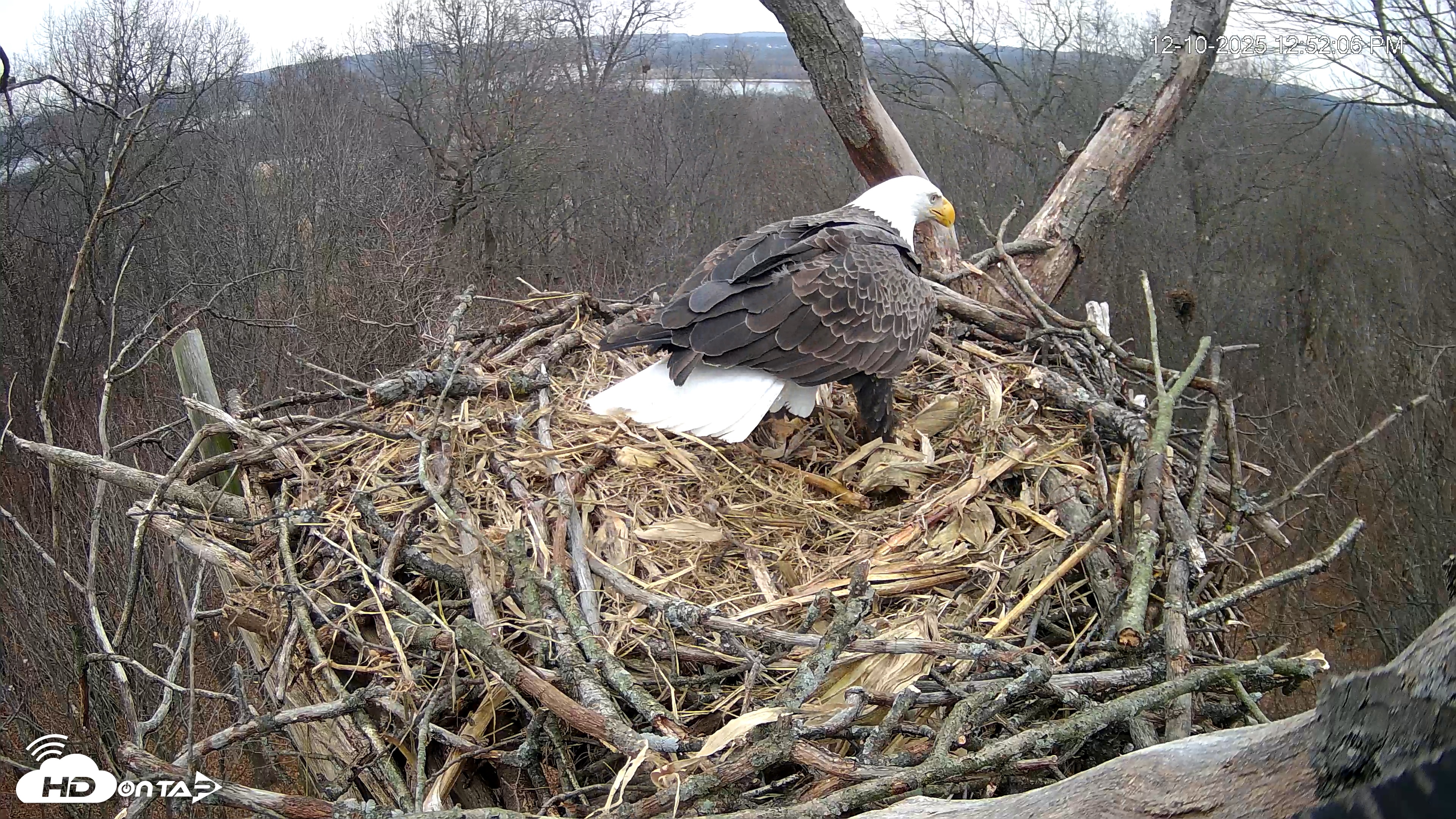 Snapshot of Hanover Eagles Live Cam taken Dec 10, 2025, 12:52pm EST