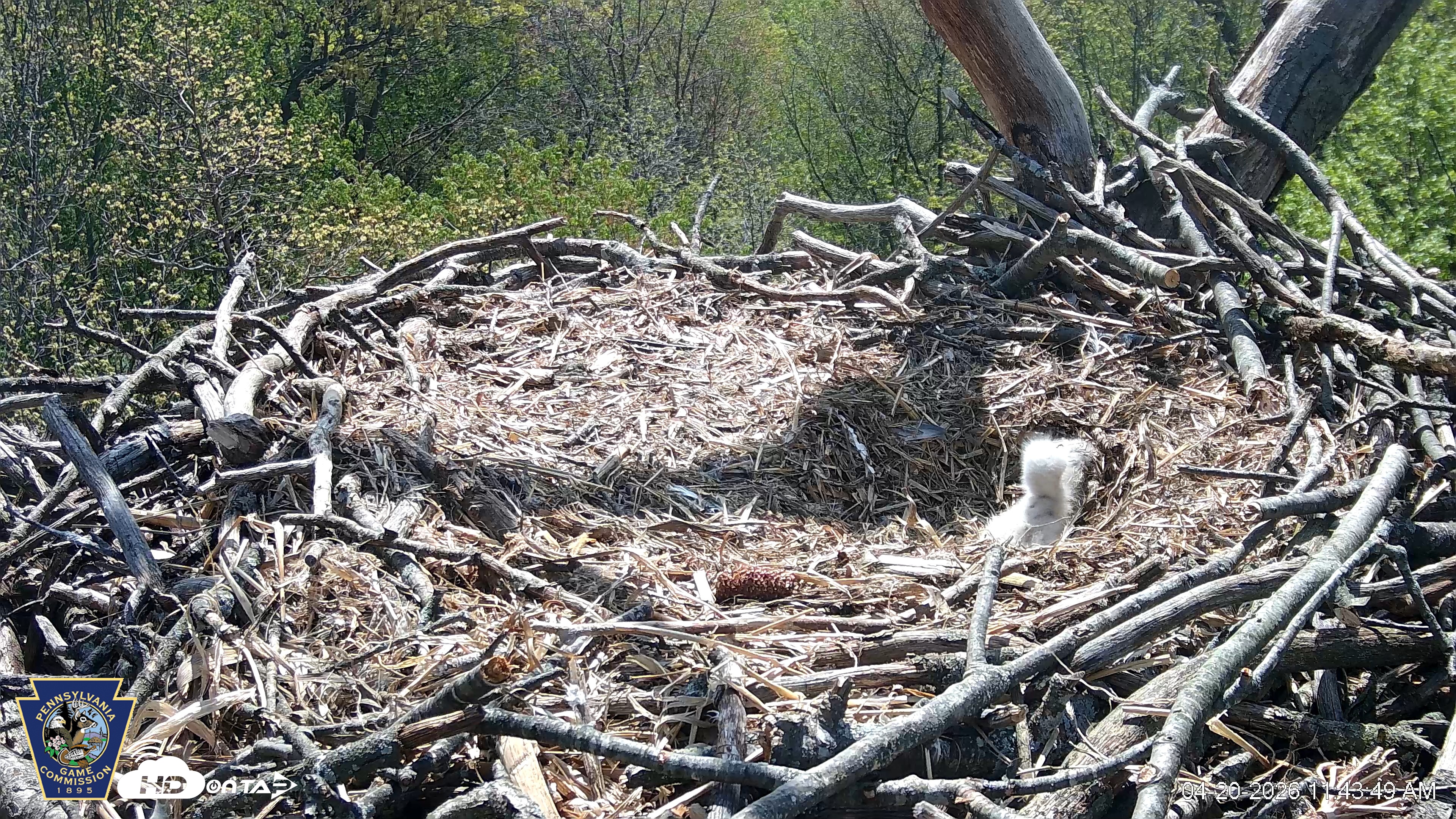 Snapshot of Hanover Eagles Live Cam taken Apr 20, 2026, 11:44am EDT