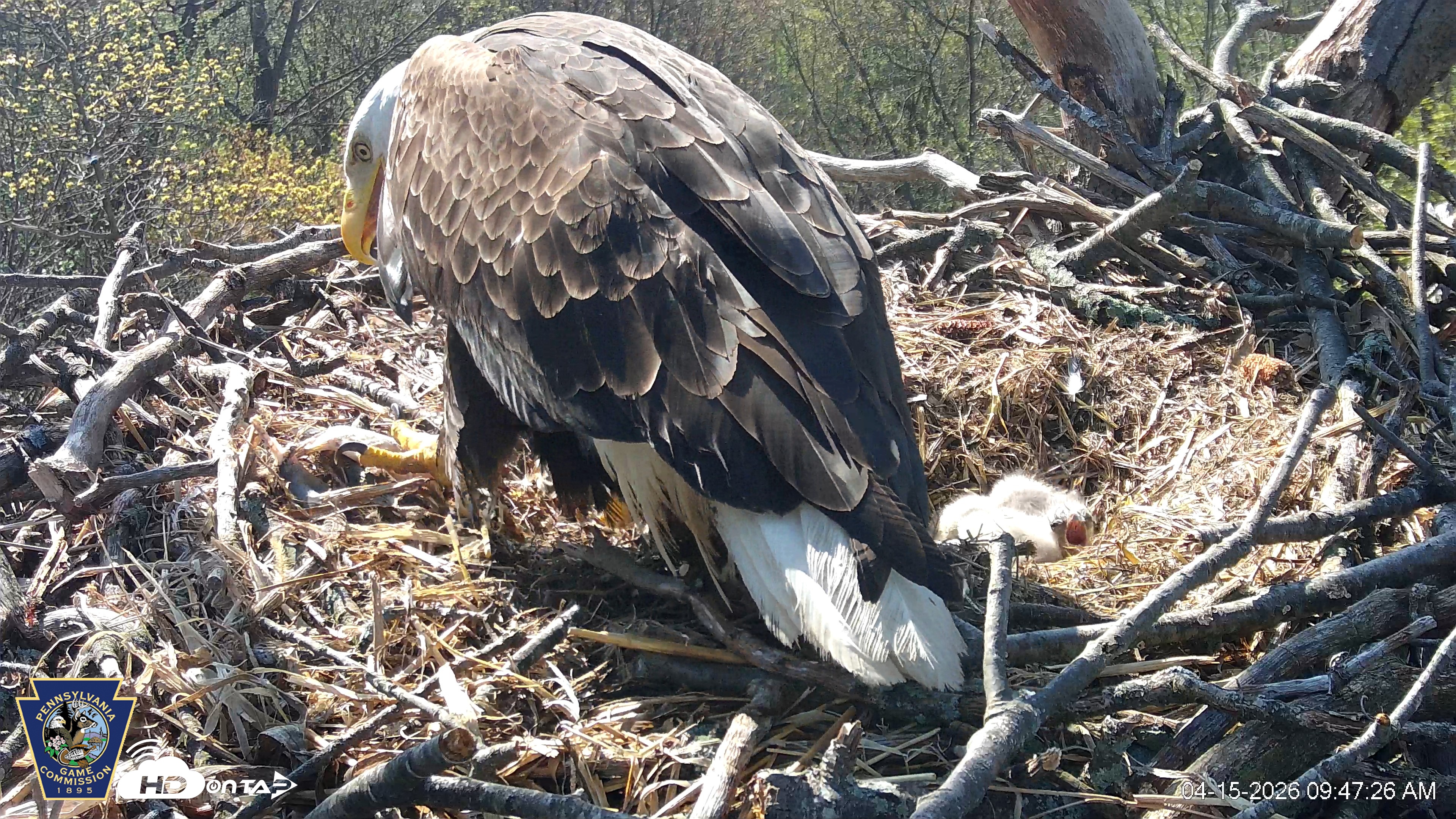 Snapshot of Hanover Eagles Live Cam taken Apr 15, 2026, 9:48am EDT