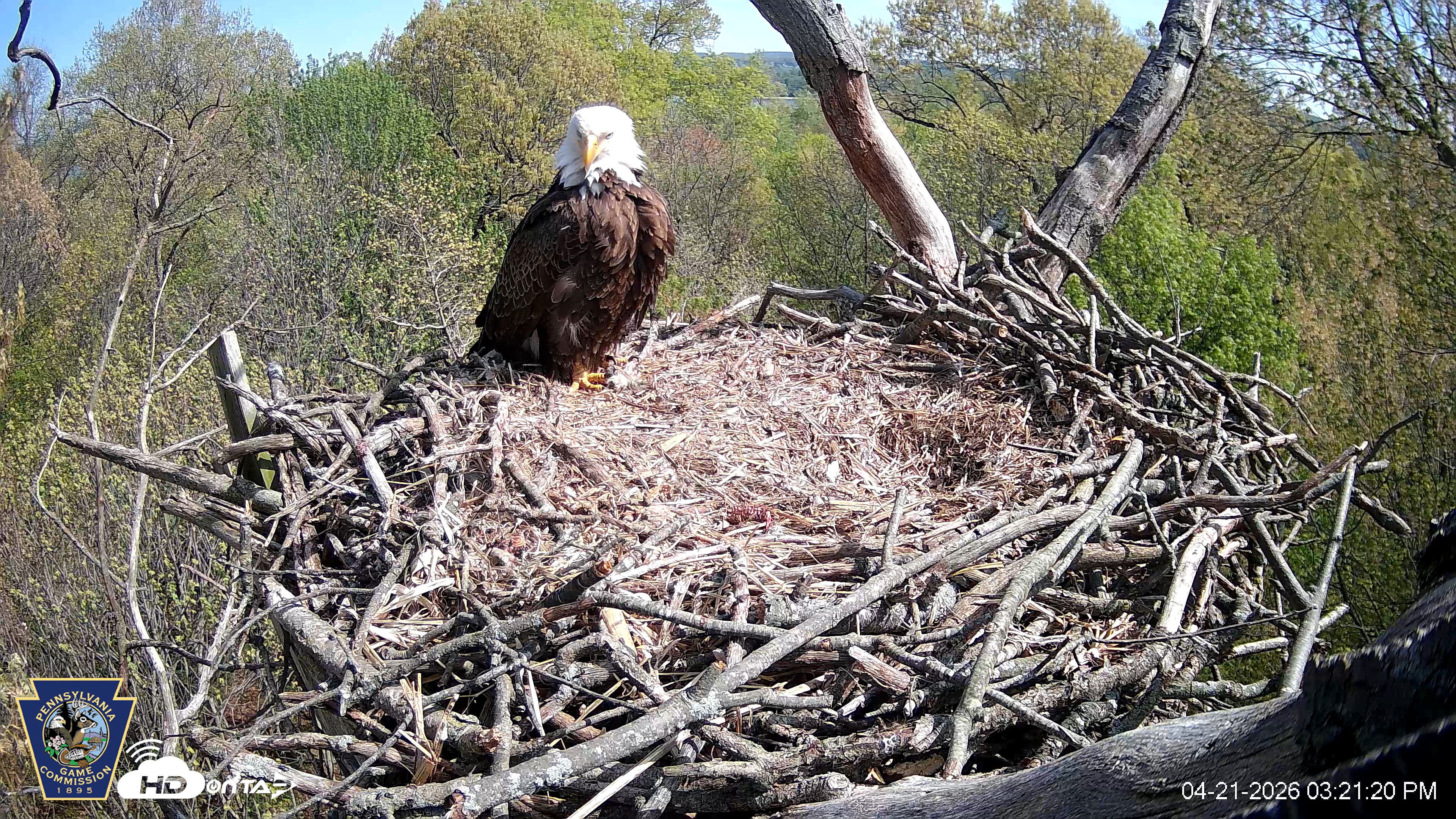 Snapshot of Hanover Eagles Live Cam taken Apr 21, 2026, 3:21pm EDT