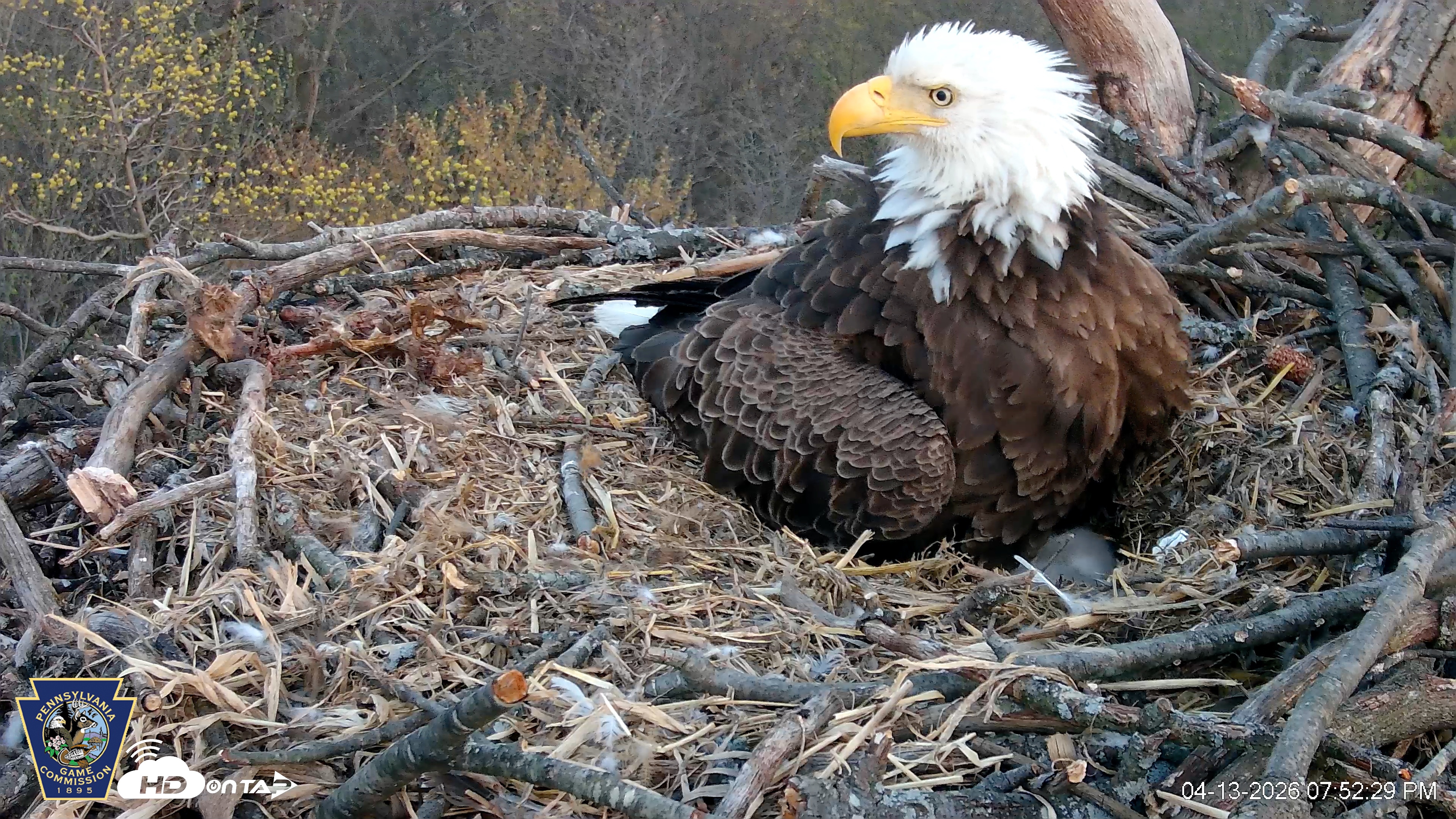 Snapshot of Hanover Eagles Live Cam taken Apr 13, 2026, 7:52pm EDT