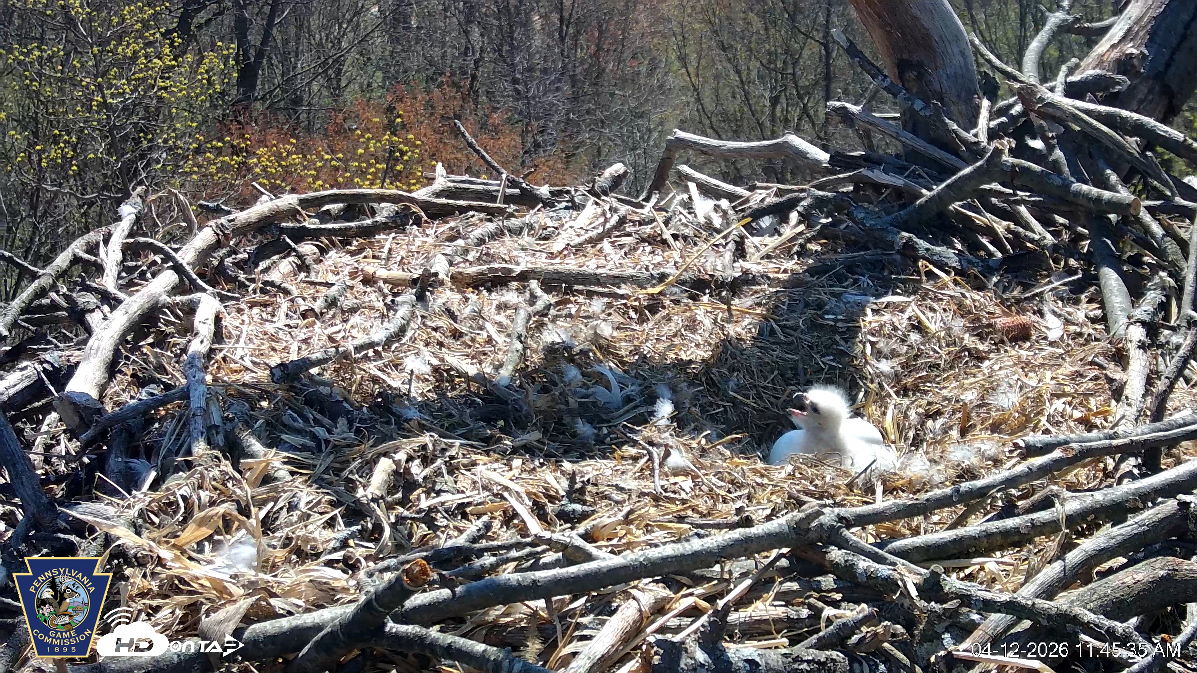 Snapshot of Hanover Eagles Live Cam taken Apr 12, 2026, 11:45am EDT