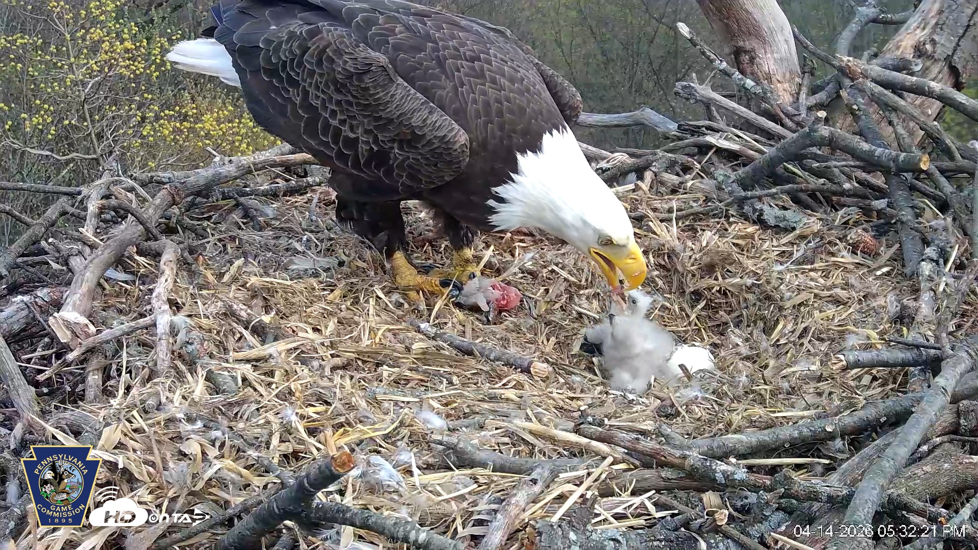Snapshot of Hanover Eagles Live Cam taken Apr 14, 2026, 5:32pm EDT