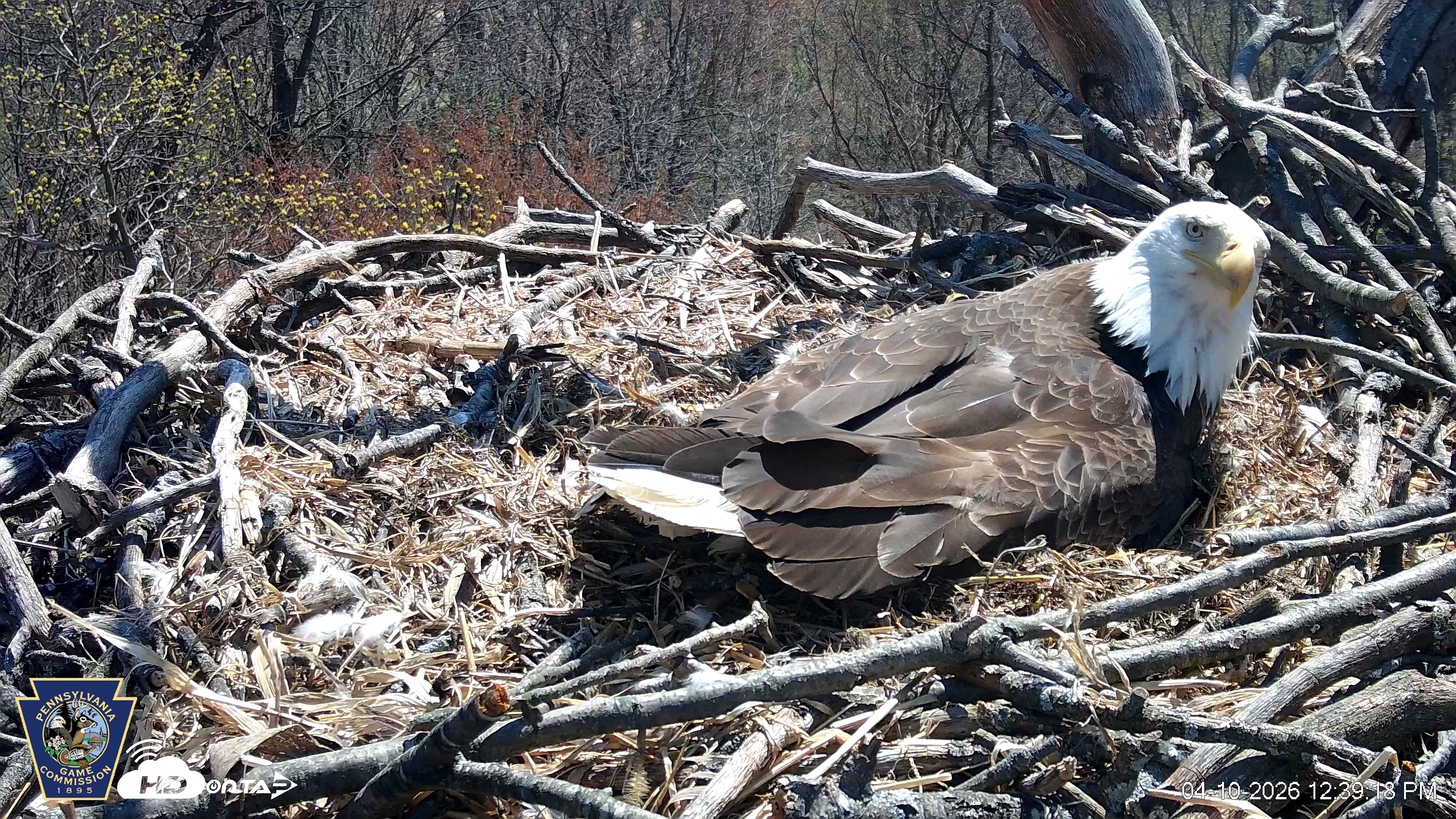 Snapshot of Hanover Eagles Live Cam taken Apr 10, 2026, 12:39pm EDT