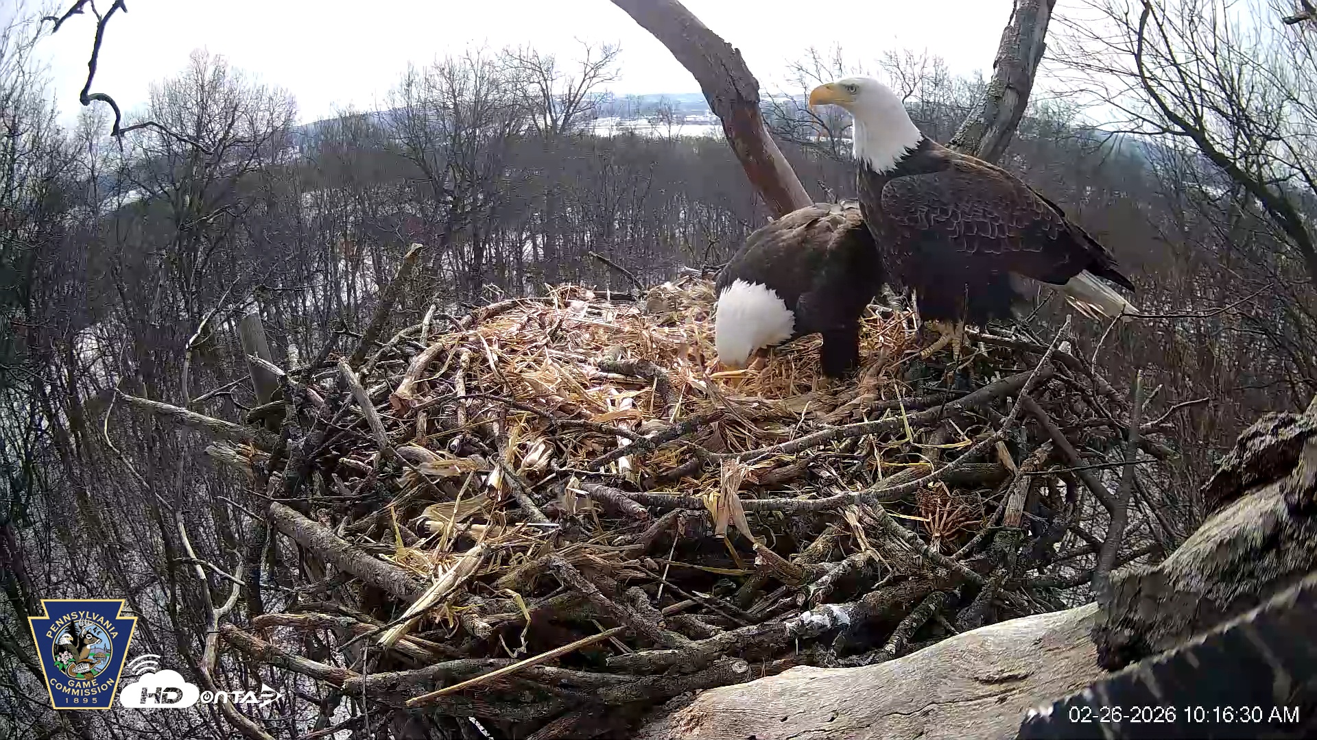 Snapshot of Hanover Eagles Live Cam taken Feb 26, 2026, 10:17am EST