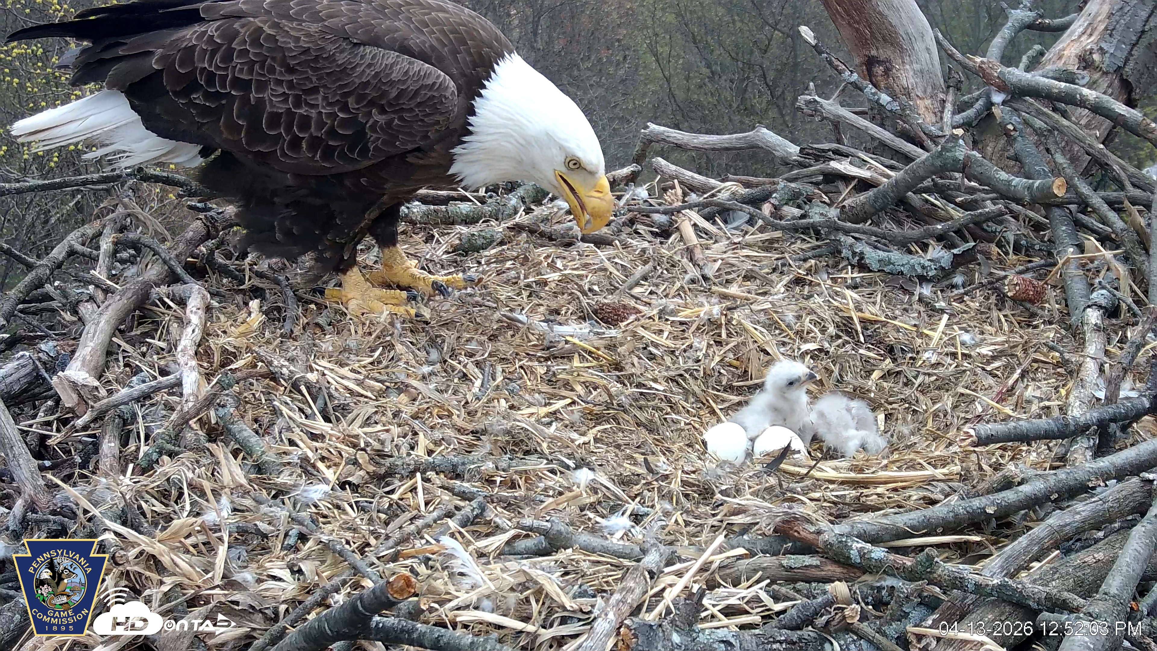 Snapshot of Hanover Eagles Live Cam taken Apr 13, 2026, 12:52pm EDT