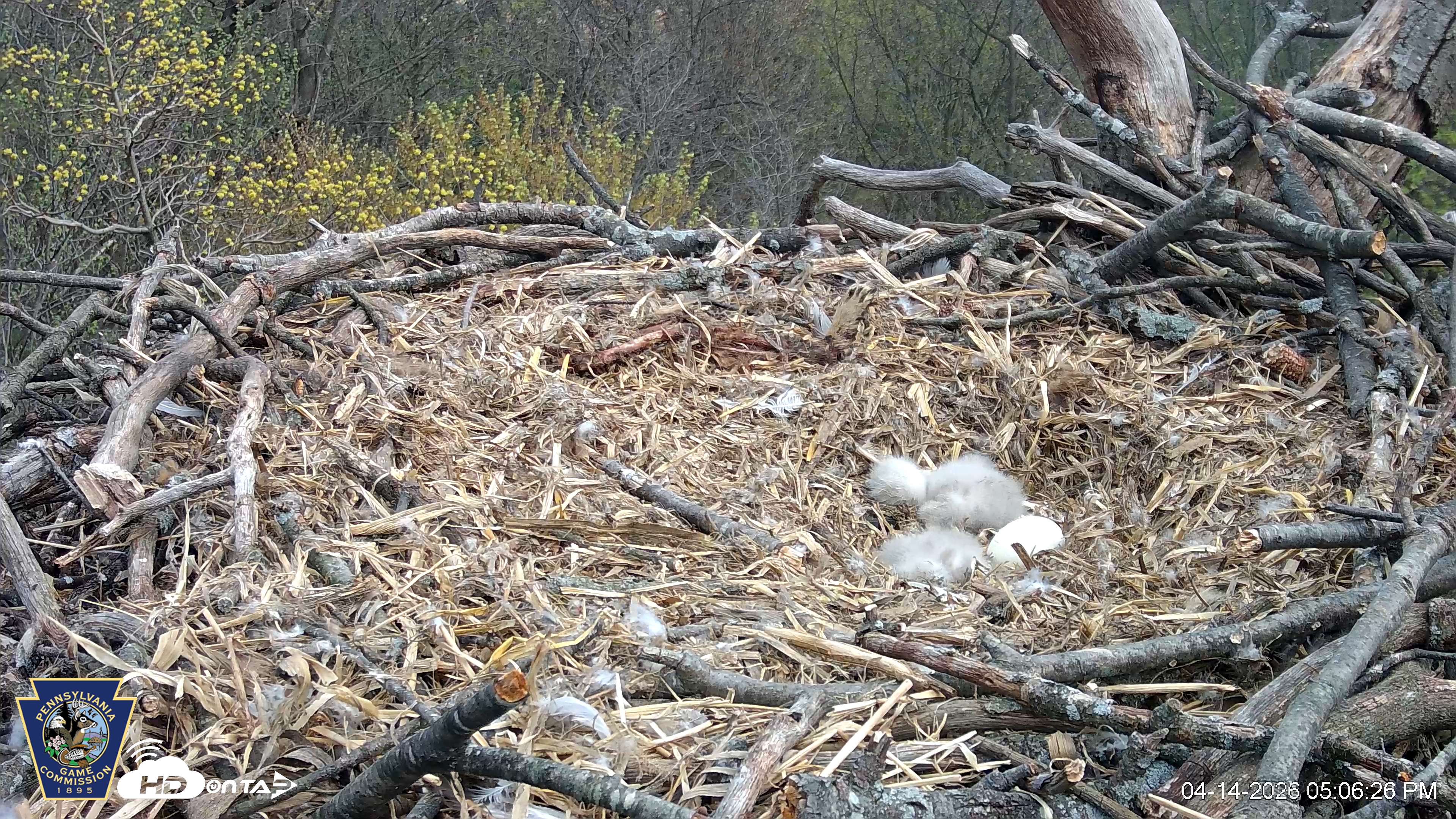 Snapshot of Hanover Eagles Live Cam taken Apr 14, 2026, 5:07pm EDT