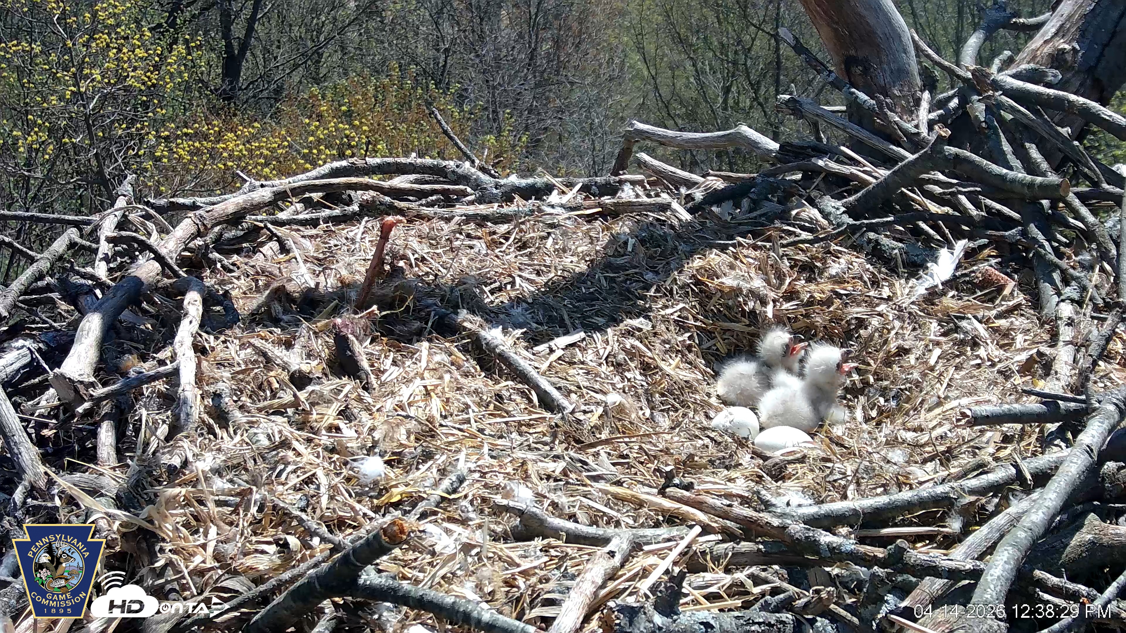 Snapshot of Hanover Eagles Live Cam taken Apr 14, 2026, 12:39pm EDT
