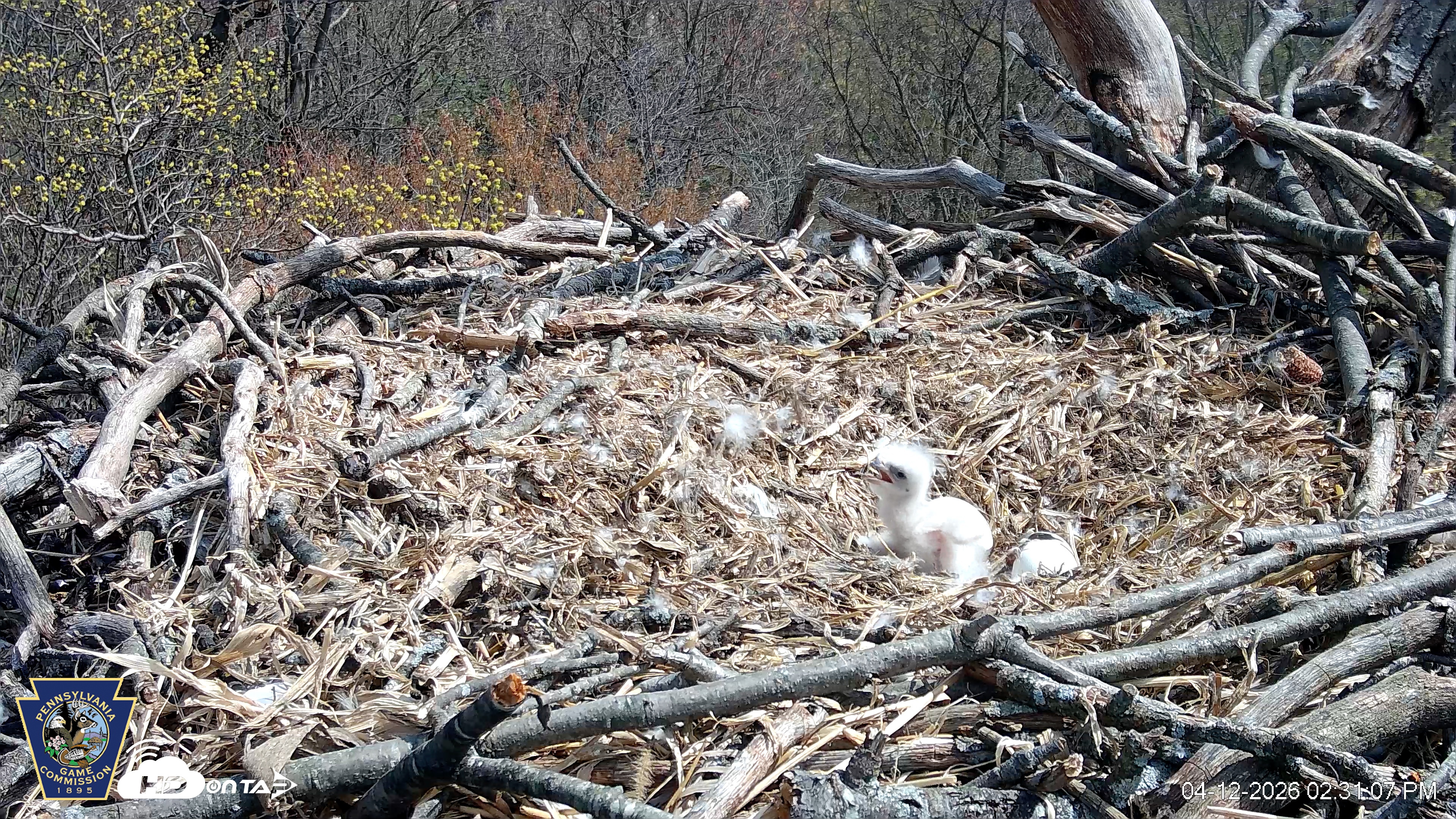 Snapshot of Hanover Eagles Live Cam taken Apr 12, 2026, 2:31pm EDT