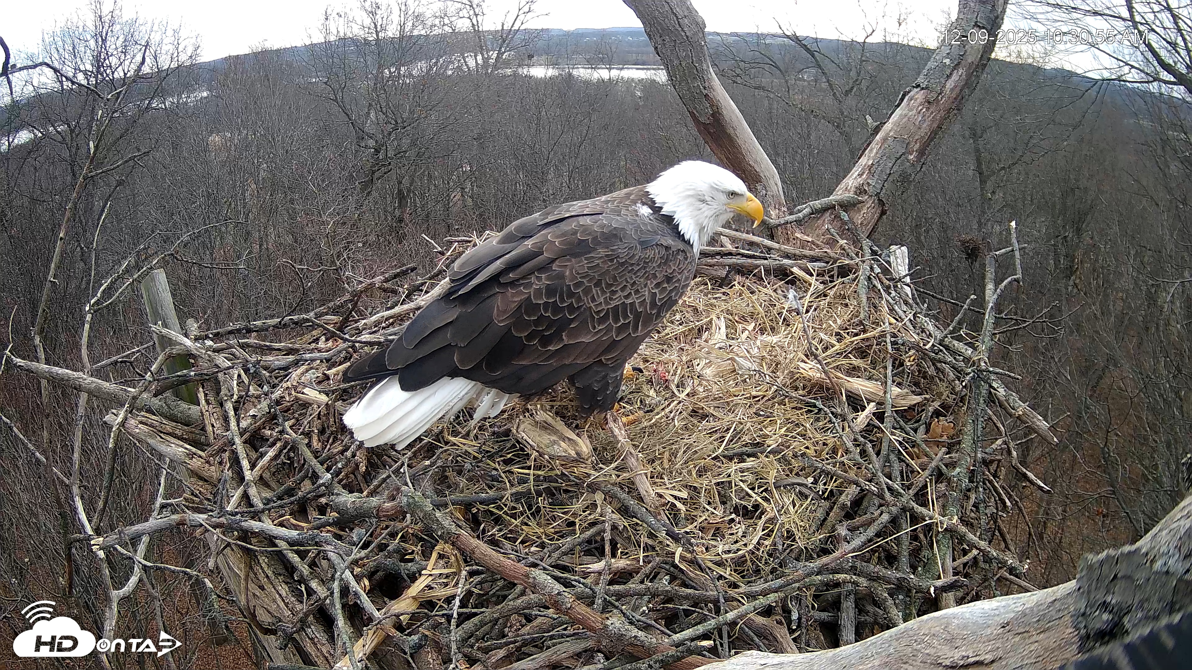 Snapshot of Hanover Eagles Live Cam taken Dec 9, 2025, 10:31am EST