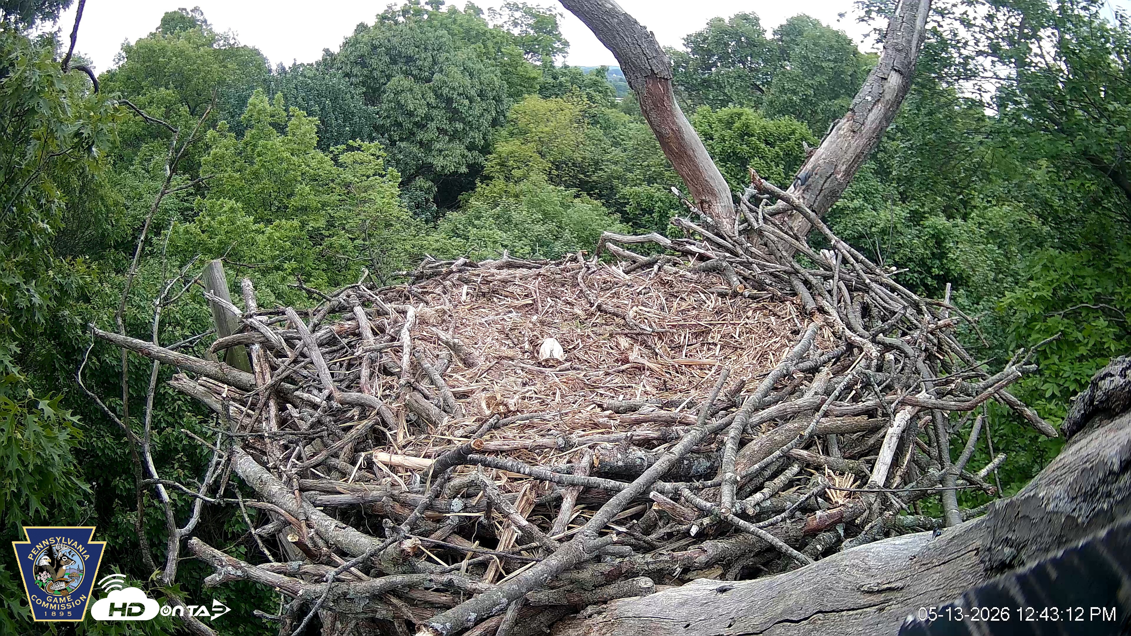 Snapshot of Hanover Eagles Live Cam taken May 13, 2026, 12:44pm EDT