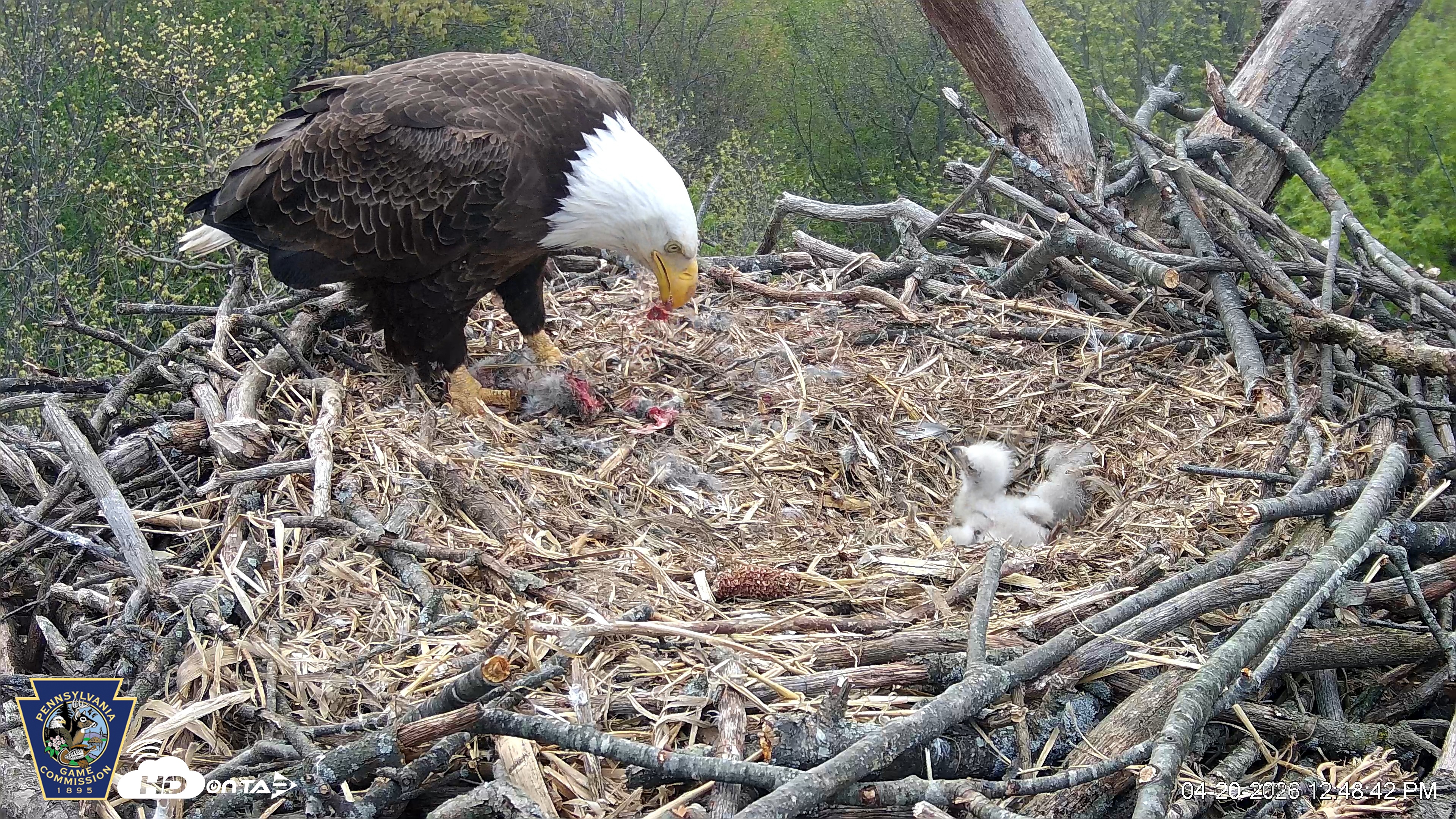 Snapshot of Hanover Eagles Live Cam taken Apr 20, 2026, 12:48pm EDT