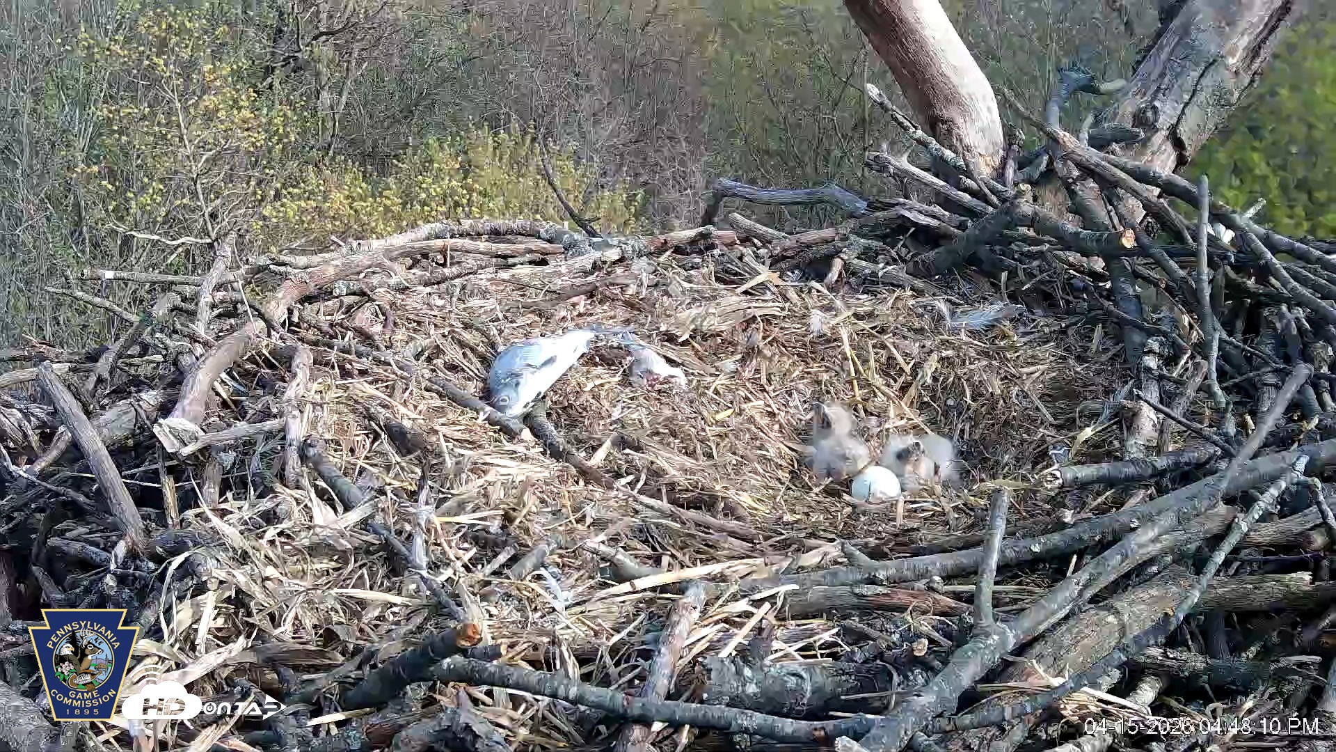 Snapshot of Hanover Eagles Live Cam taken Apr 15, 2026, 4:48pm EDT