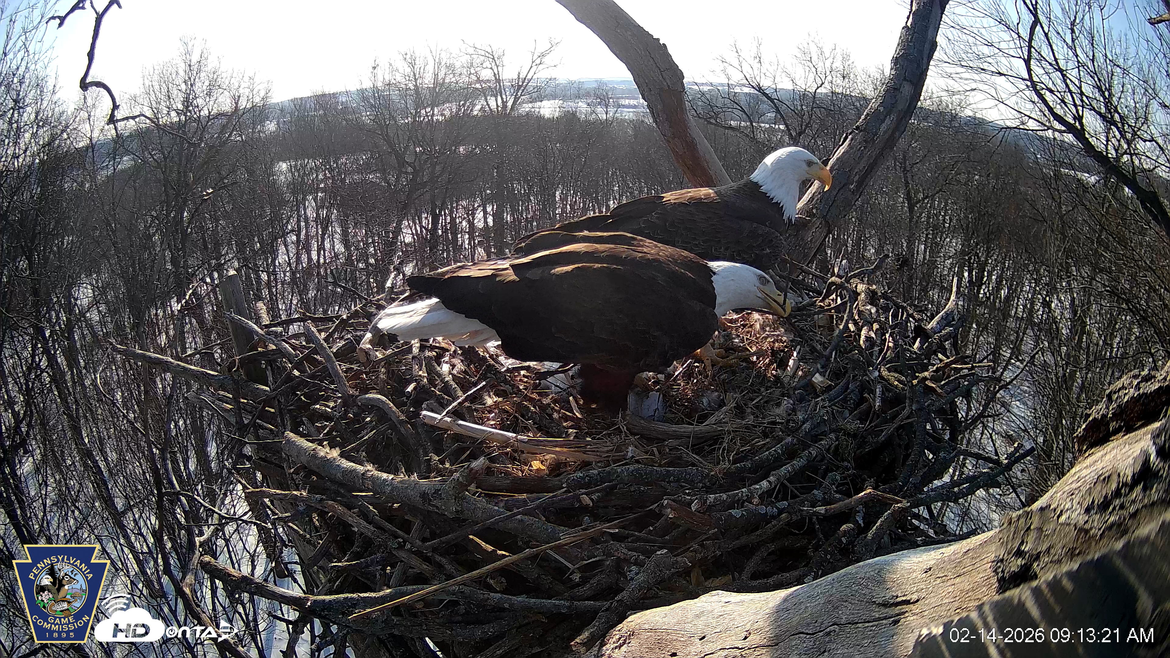 Snapshot of Hanover Eagles Live Cam taken Feb 14, 2026, 9:13am EST