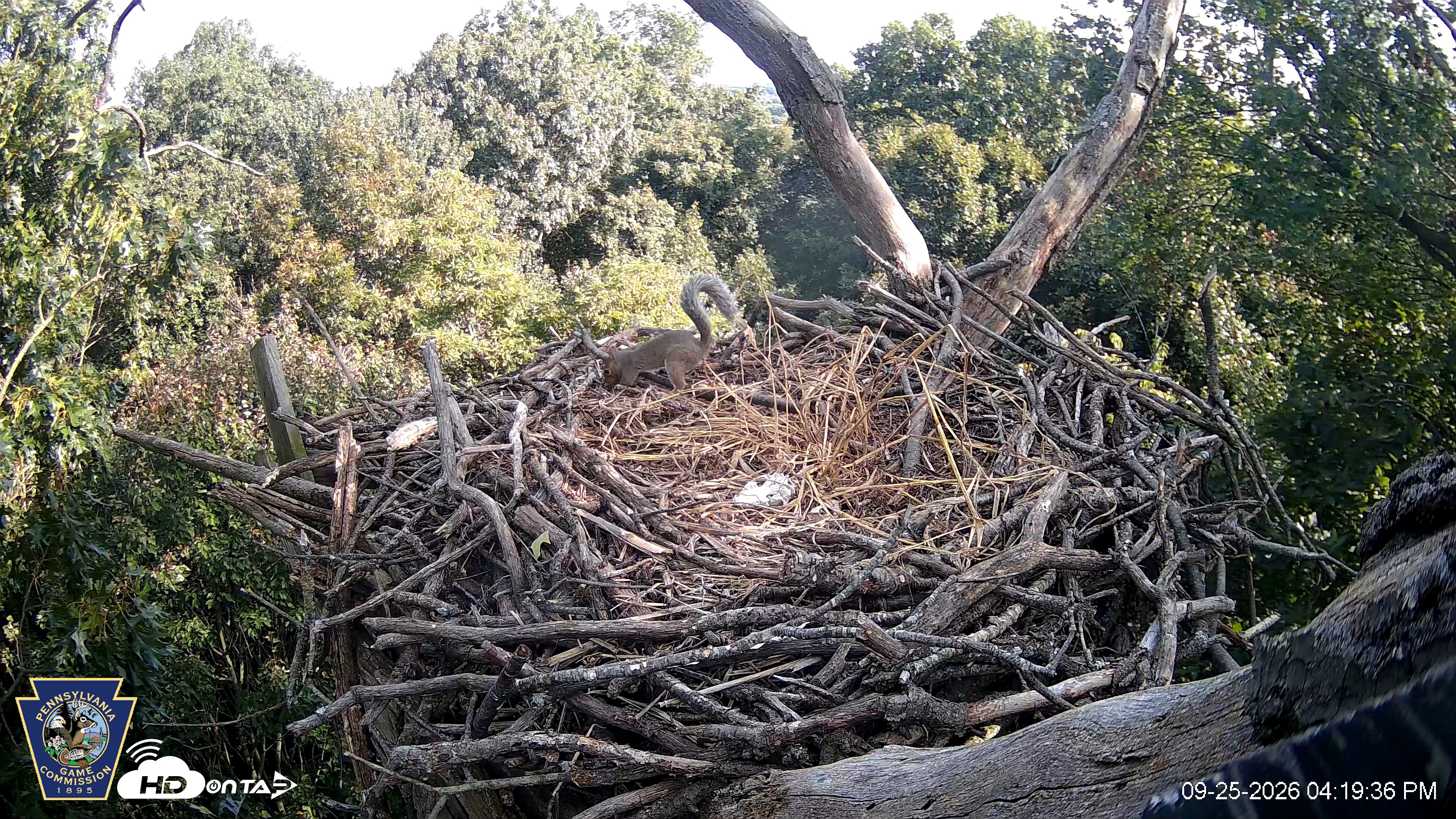 Snapshot of Hanover Eagles Live Cam taken Sep 25, 2026, 4:19pm EDT