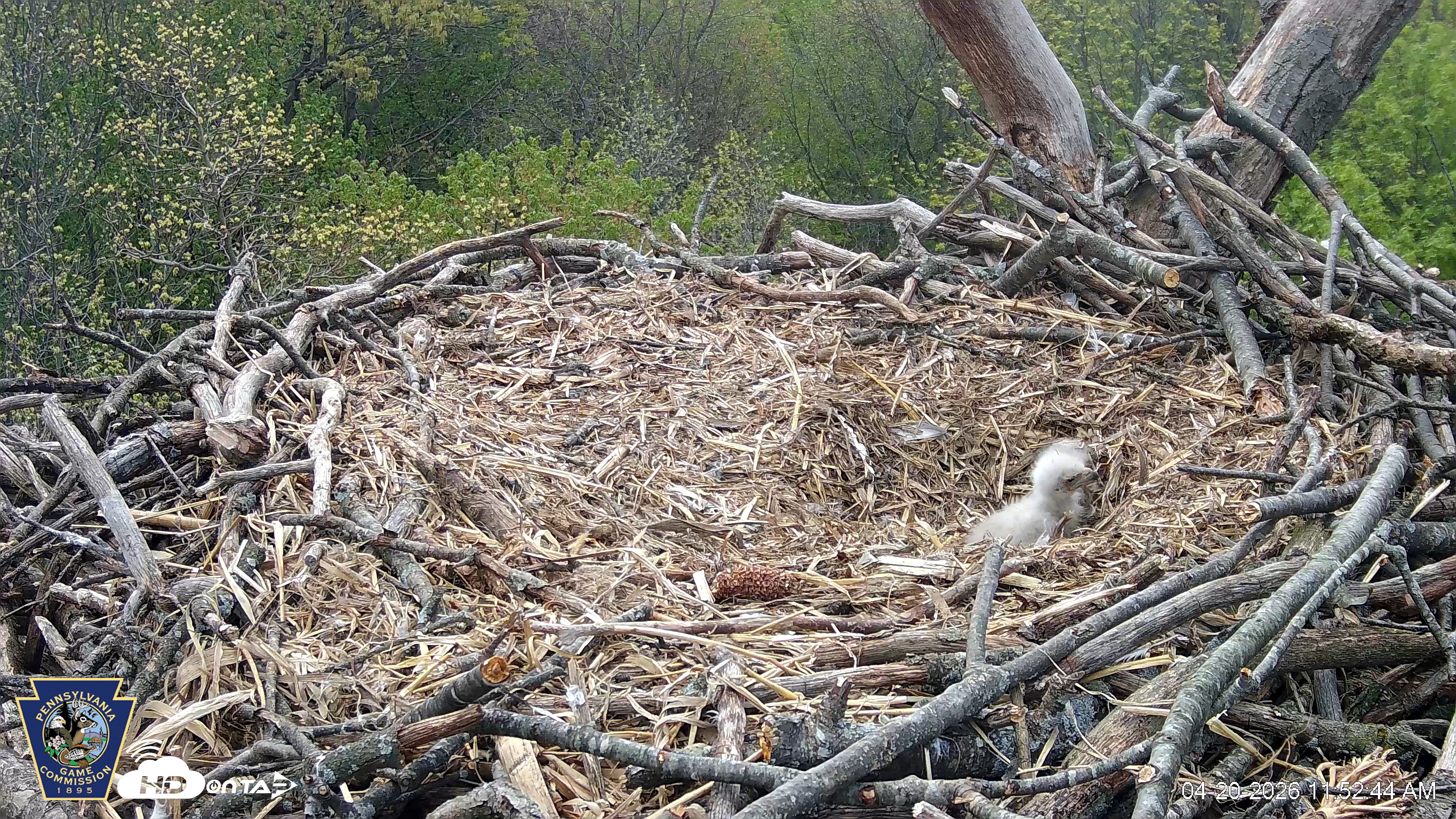 Snapshot of Hanover Eagles Live Cam taken Apr 20, 2026, 11:53am EDT