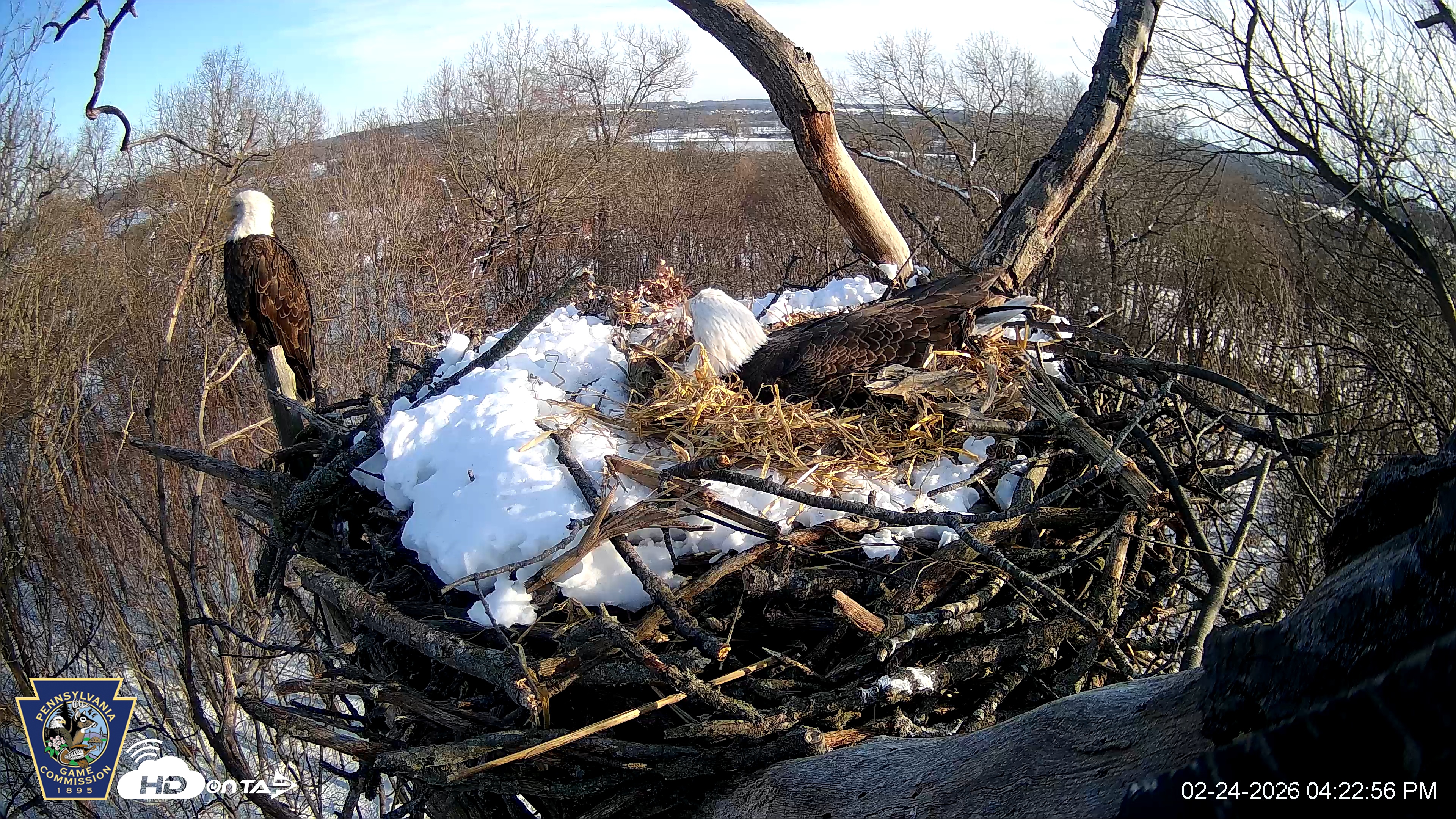 Snapshot of Hanover Eagles Live Cam taken Feb 24, 2026, 4:23pm EST