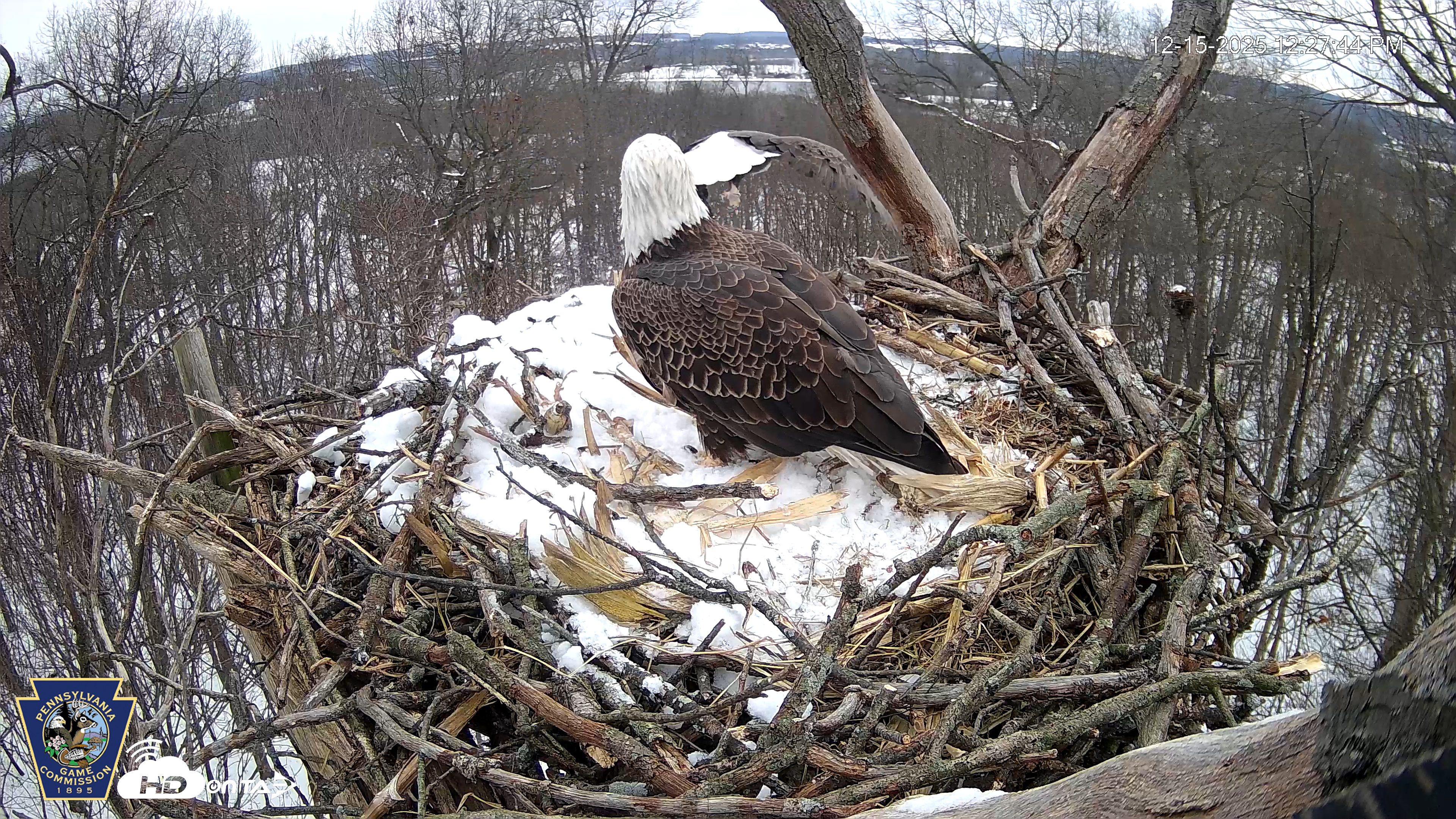 Snapshot of Hanover Eagles Live Cam taken Dec 15, 2025, 12:27pm EST