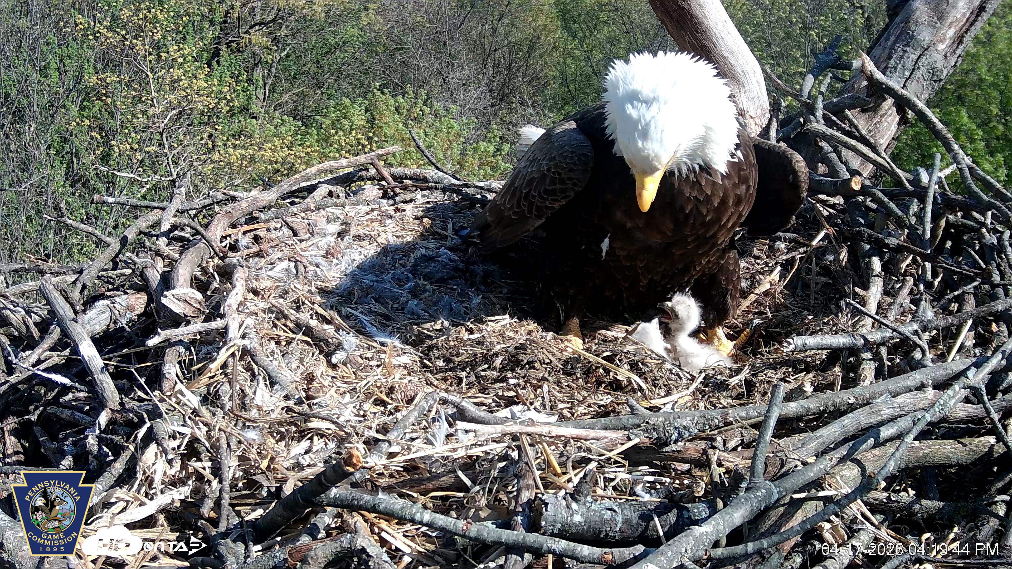 Snapshot of Hanover Eagles Live Cam taken Apr 17, 2026, 4:20pm EDT