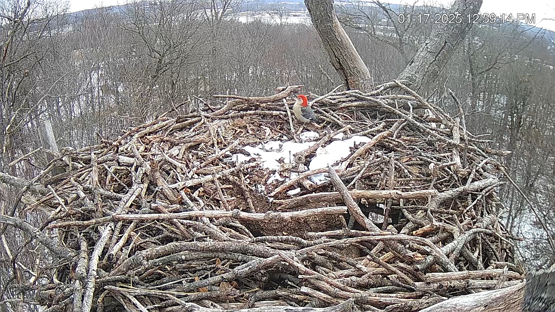Snapshot of Hanover Eagles Live Cam taken Jan 17, 2025, 1:01pm EST