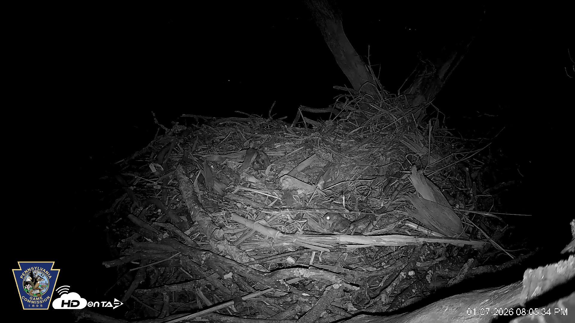 Snapshot of Hanover Eagles Live Cam taken Jan 7, 2026, 8:06pm EST