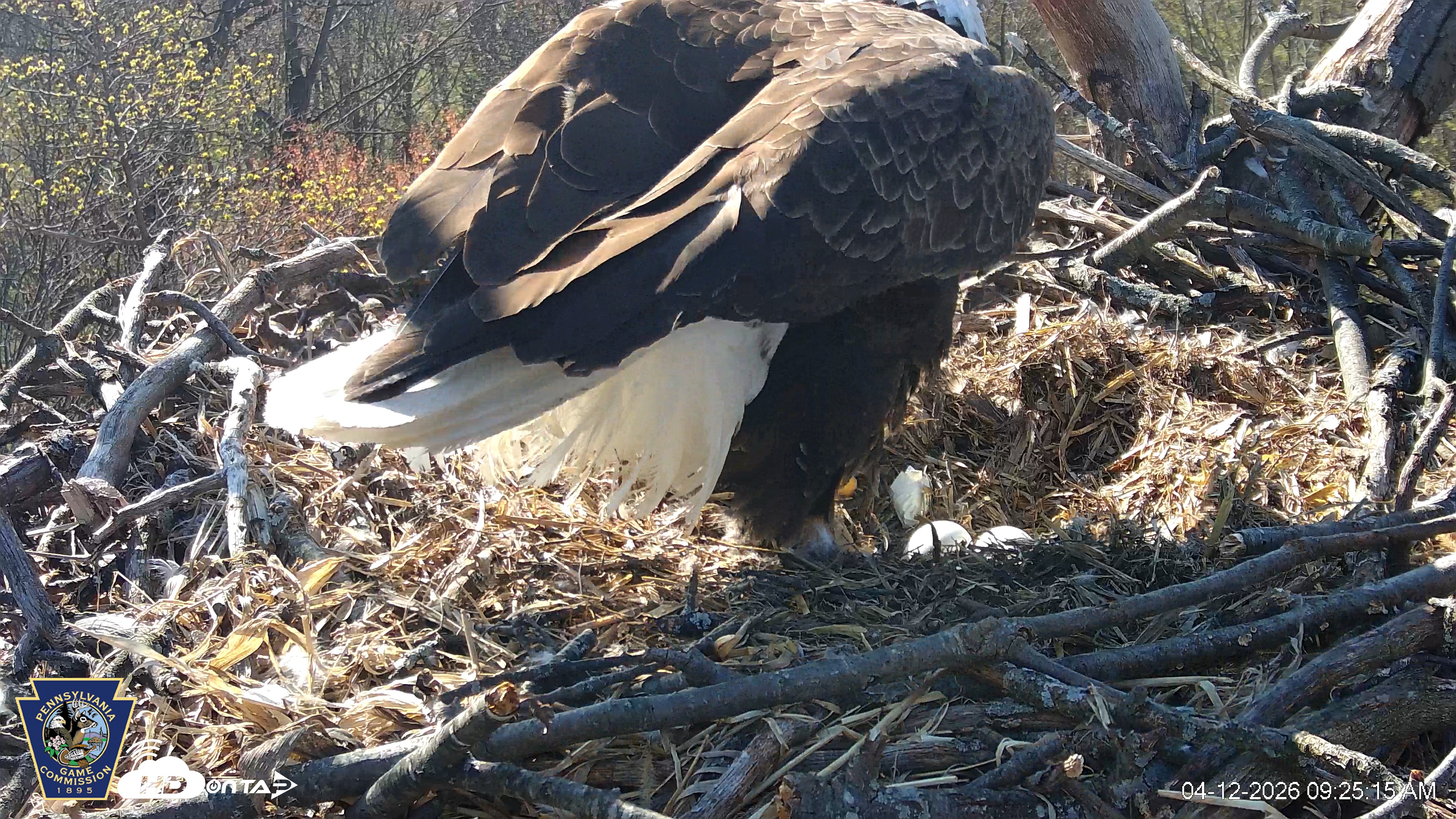 Snapshot of Hanover Eagles Live Cam taken Apr 12, 2026, 9:25am EDT