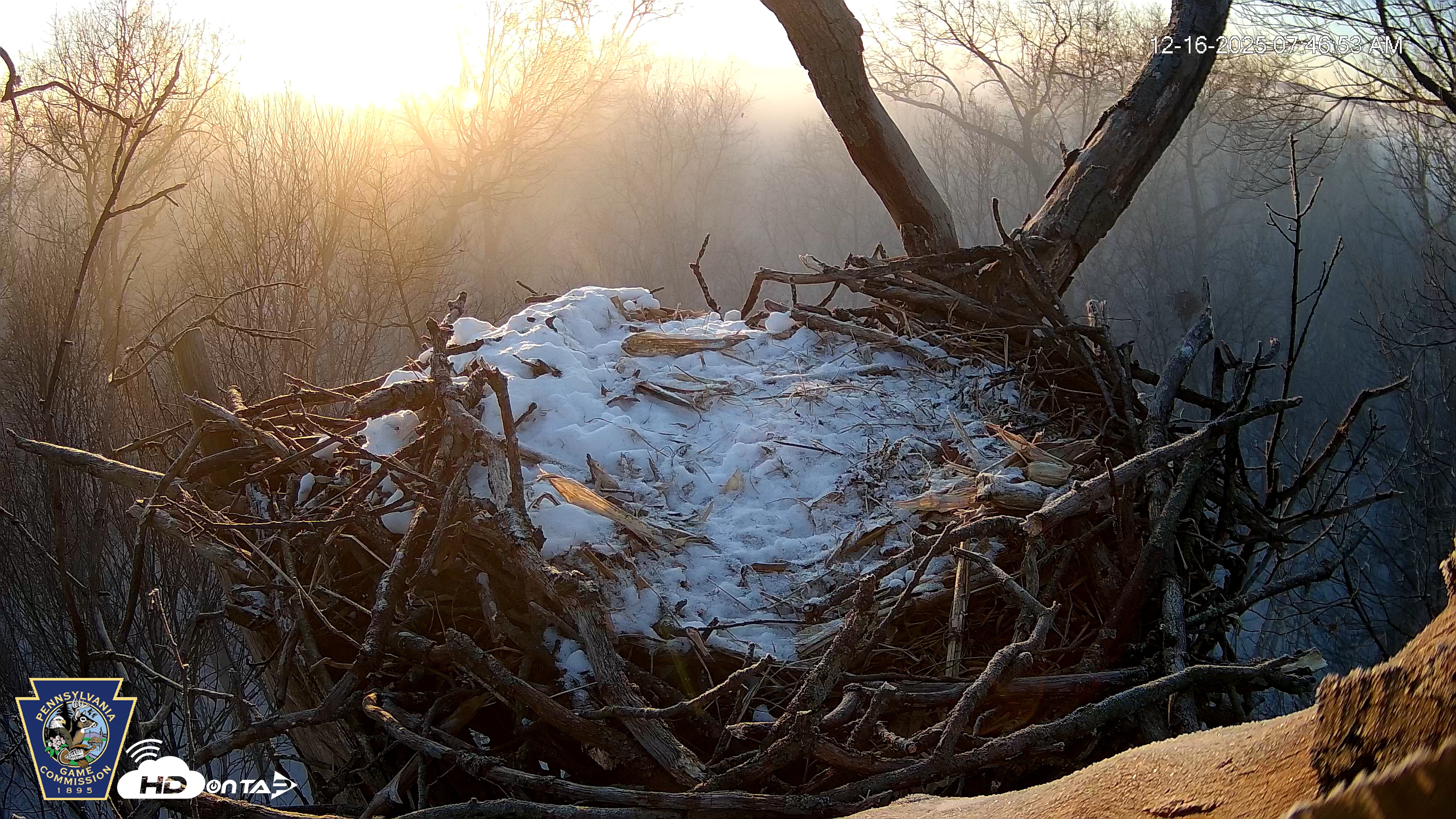 Snapshot of Hanover Eagles Live Cam taken Dec 16, 2025, 7:47am EST