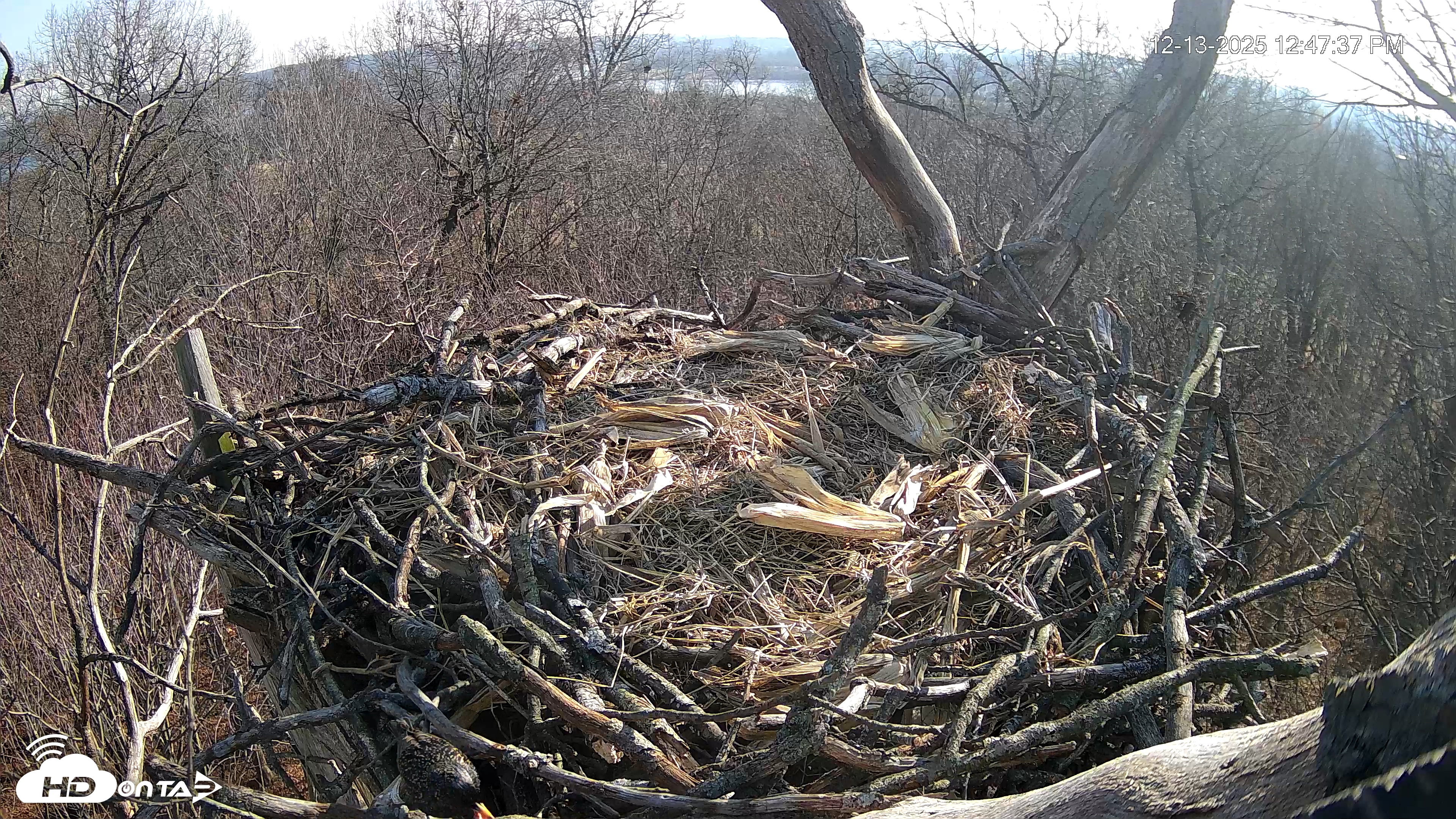 Snapshot of Hanover Eagles Live Cam taken Dec 13, 2025, 12:47pm EST