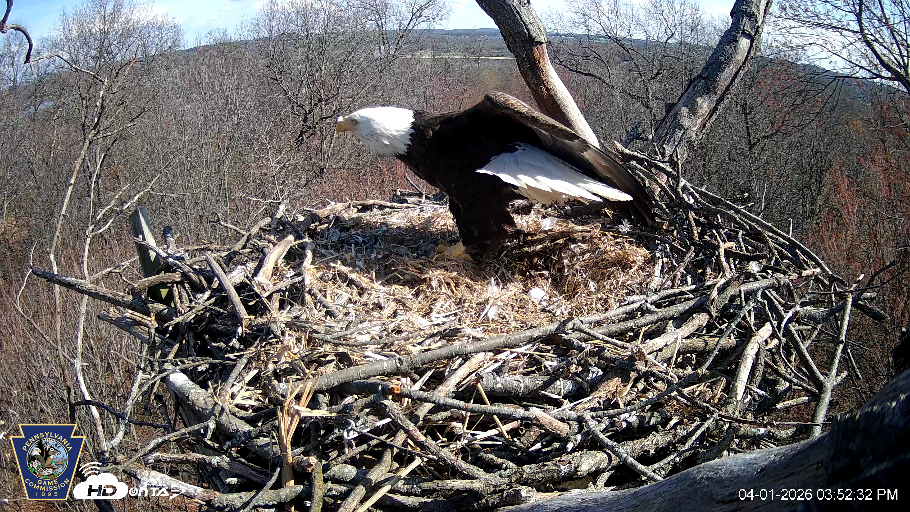 Snapshot of Hanover Eagles Live Cam taken Apr 1, 2026, 3:53pm EDT