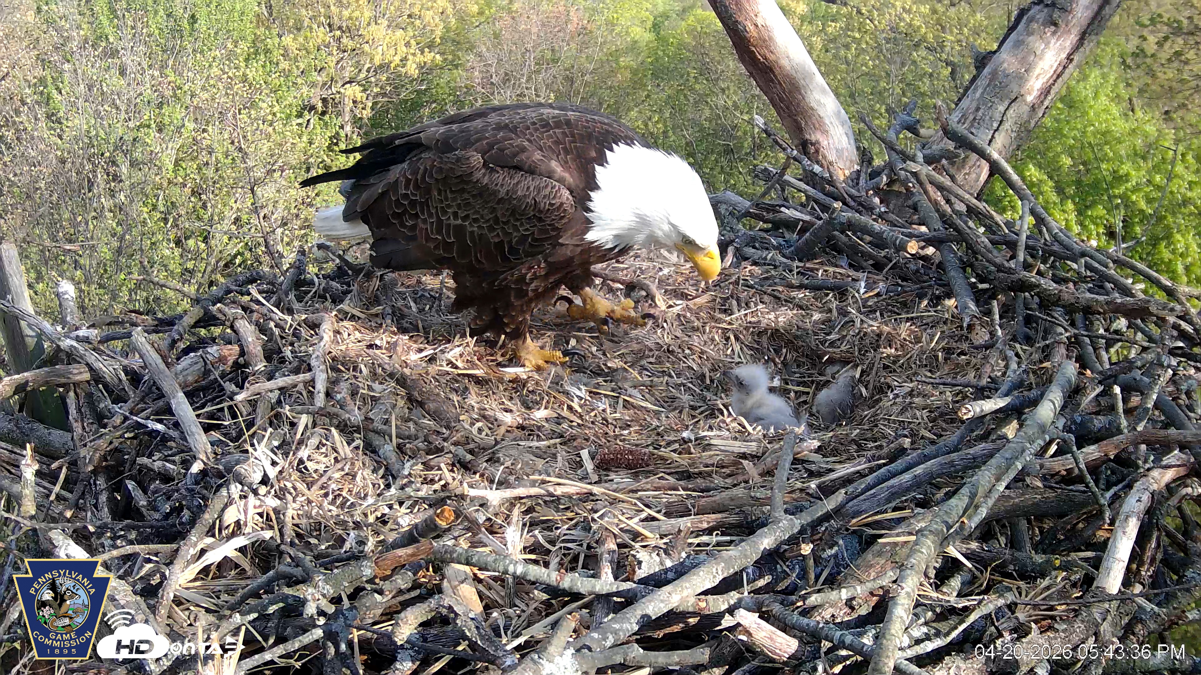 Snapshot of Hanover Eagles Live Cam taken Apr 20, 2026, 5:43pm EDT