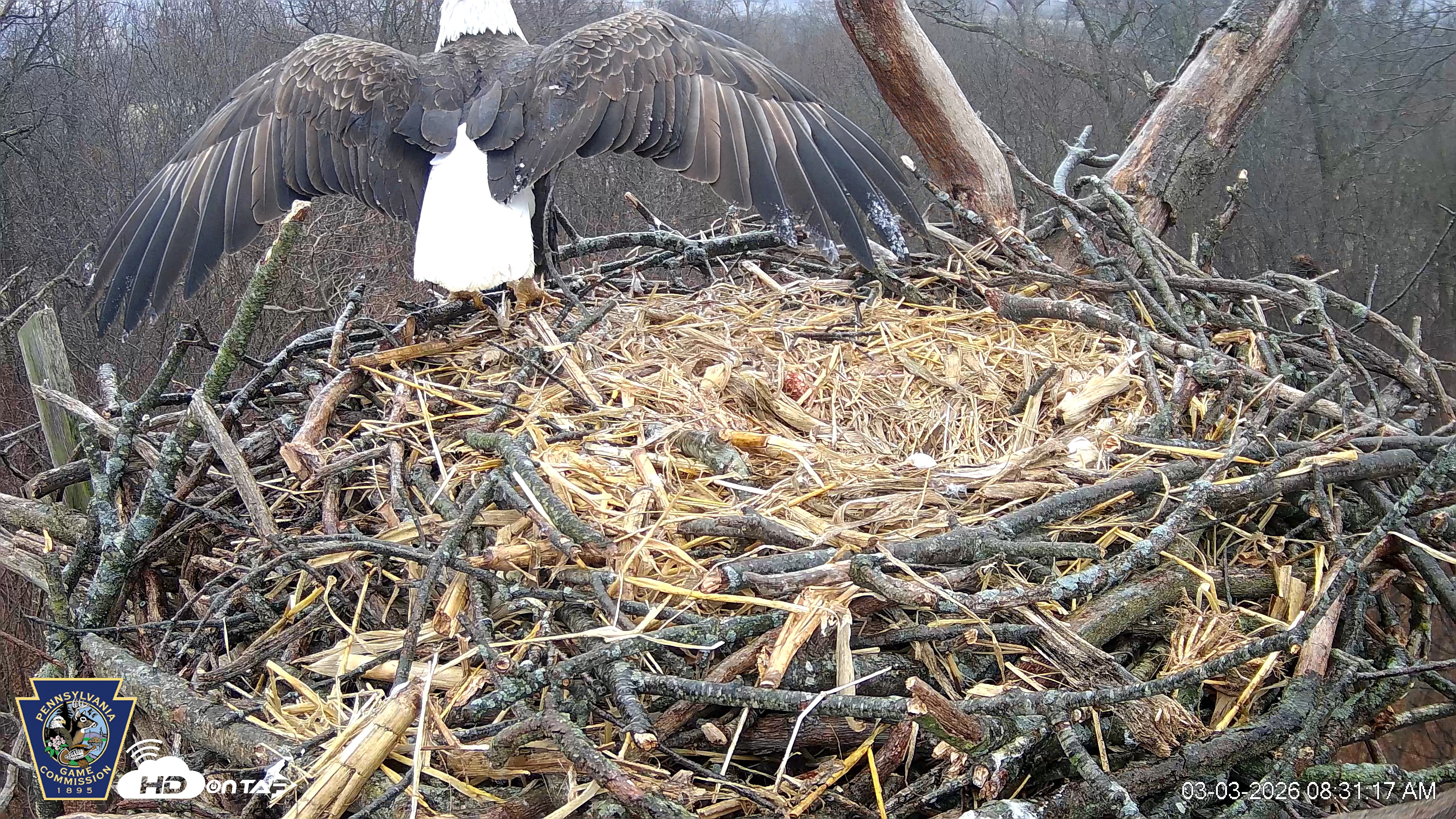 Snapshot of Hanover Eagles Live Cam taken Mar 3, 2026, 8:31am EST