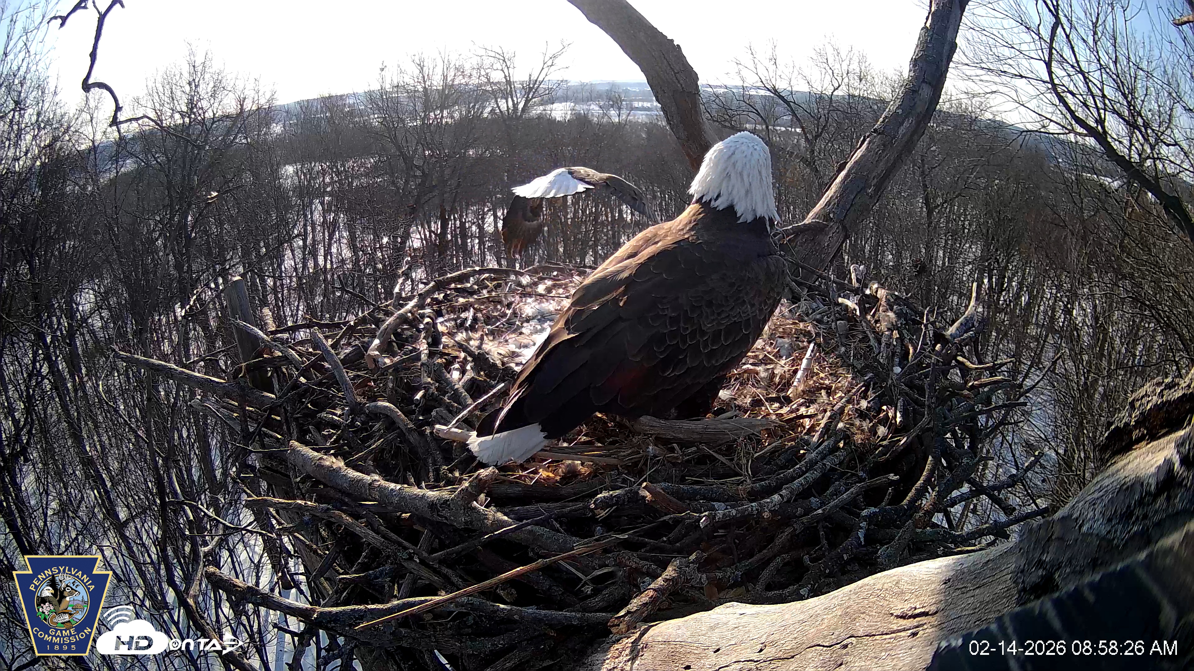 Snapshot of Hanover Eagles Live Cam taken Feb 14, 2026, 8:58am EST