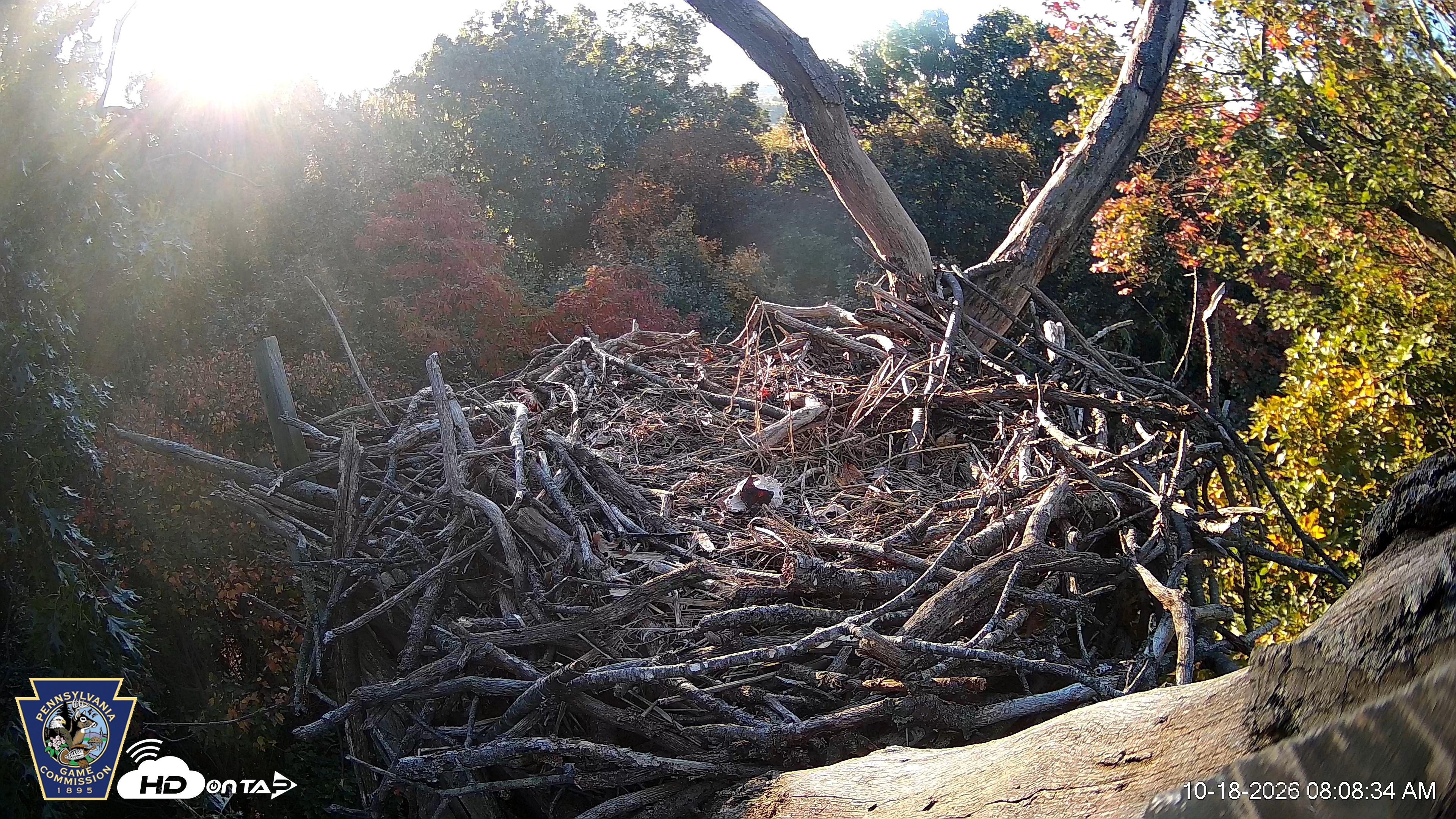 Snapshot of Hanover Eagles Live Cam taken Oct 18, 2026, 8:09am EDT