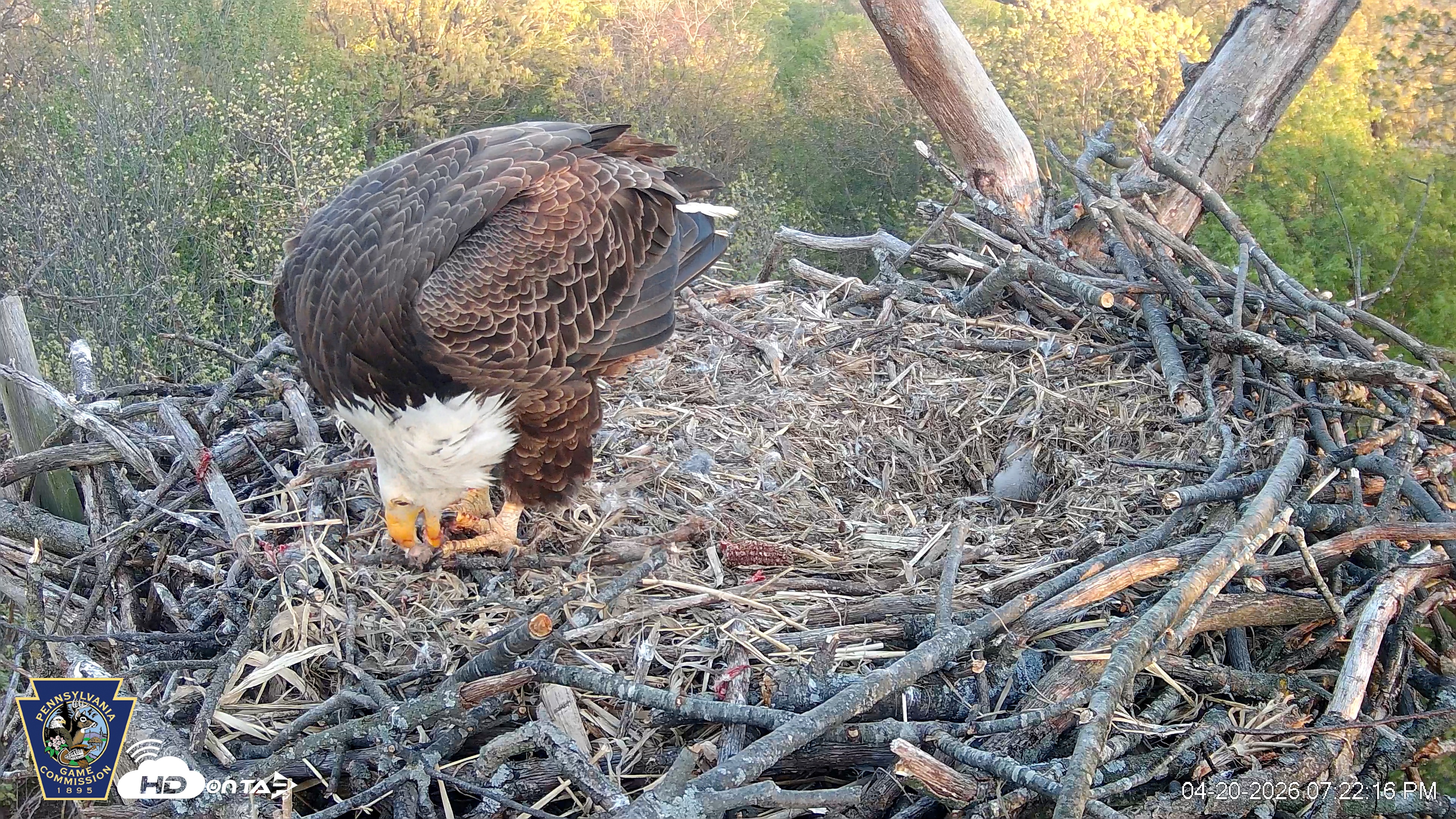 Snapshot of Hanover Eagles Live Cam taken Apr 20, 2026, 7:22pm EDT