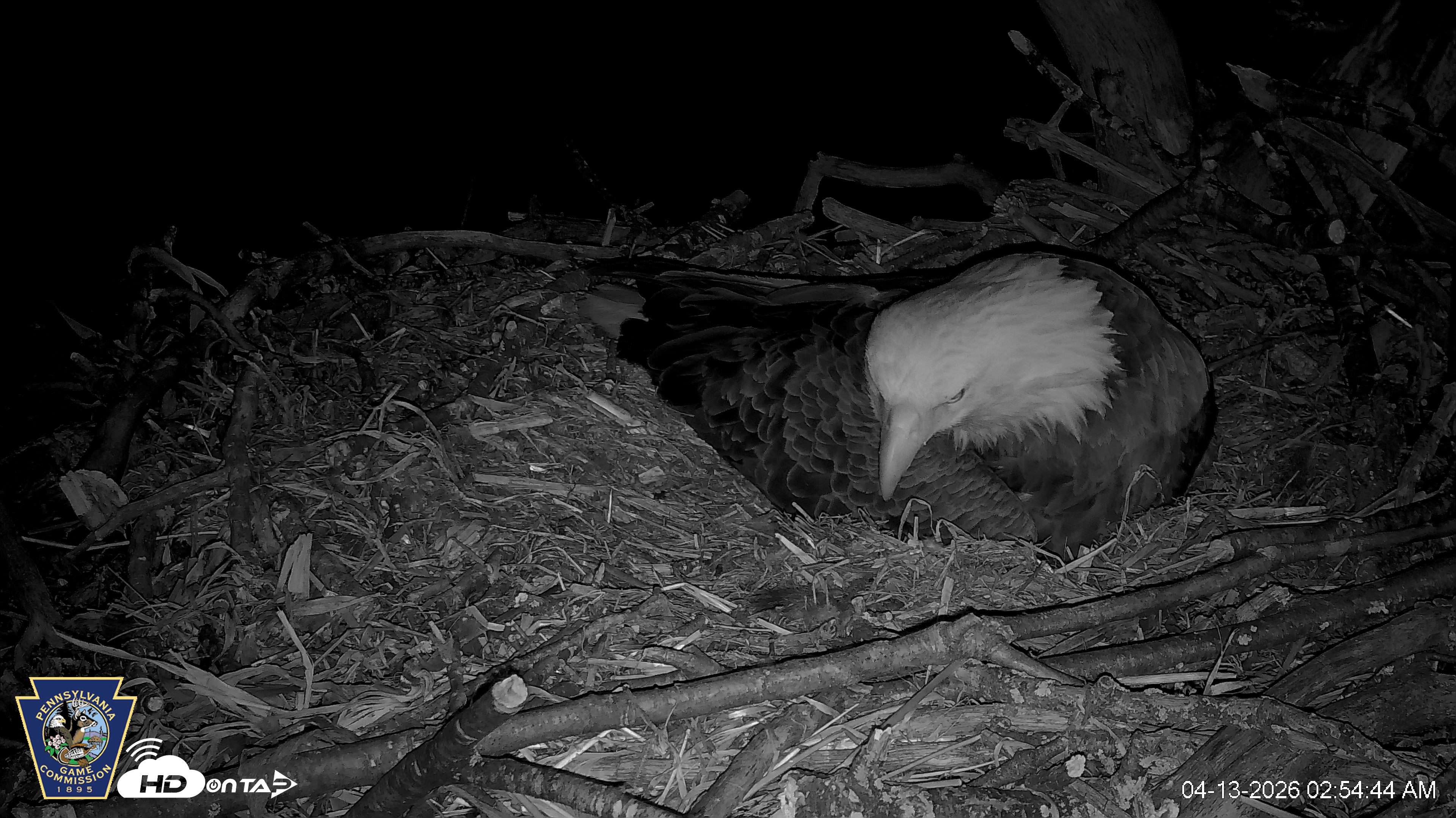 Snapshot of Hanover Eagles Live Cam taken Apr 13, 2026, 2:56am EDT