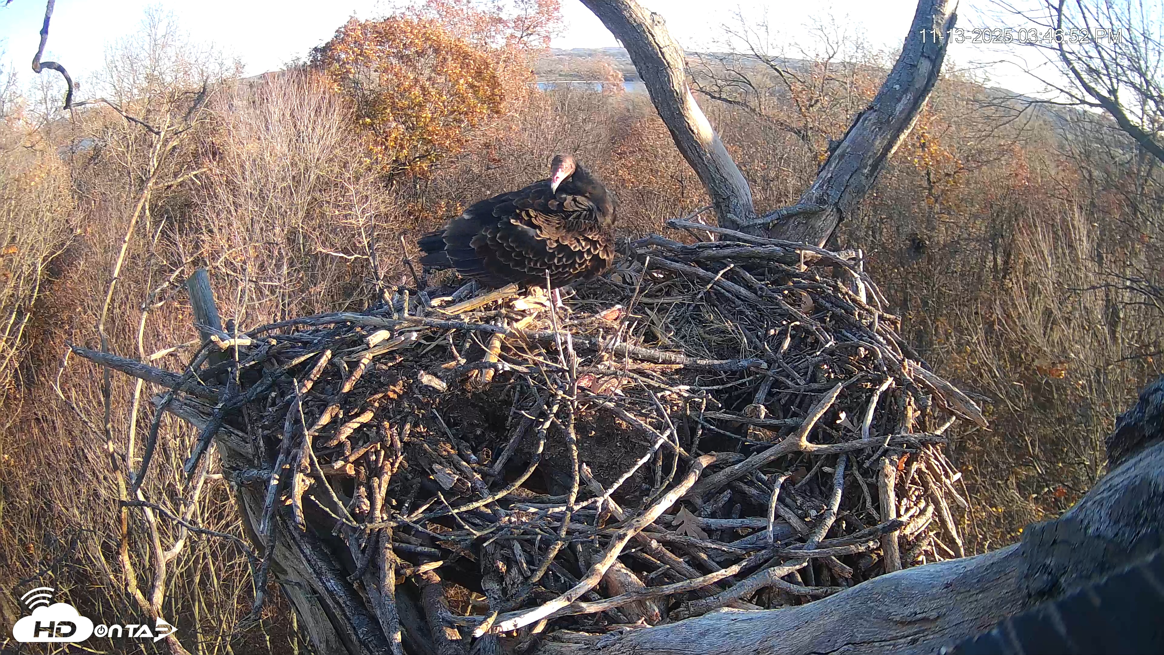 Snapshot of Hanover Eagles Live Cam taken Nov 13, 2025, 3:47pm EST