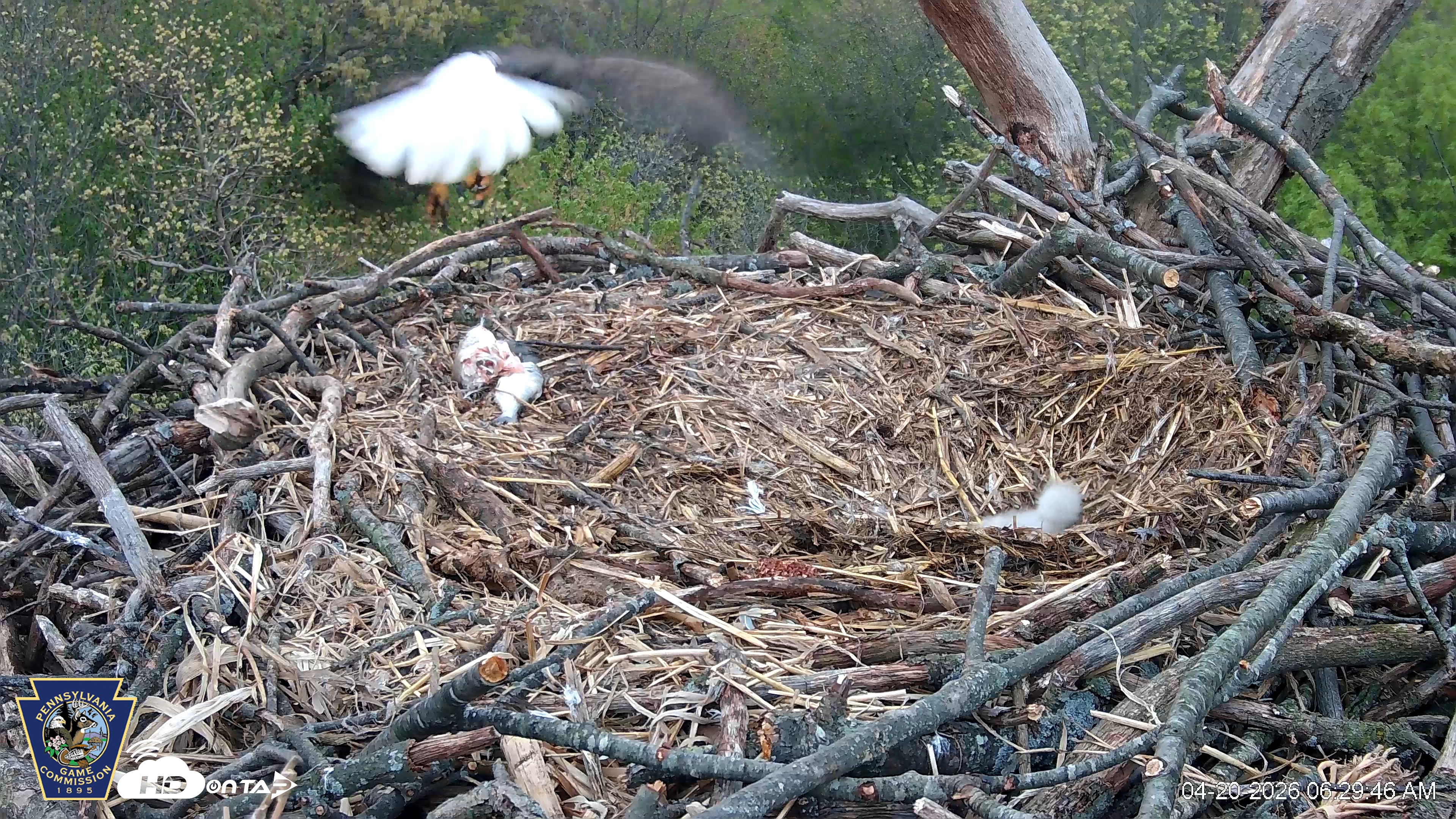 Snapshot of Hanover Eagles Live Cam taken Apr 20, 2026, 6:30am EDT