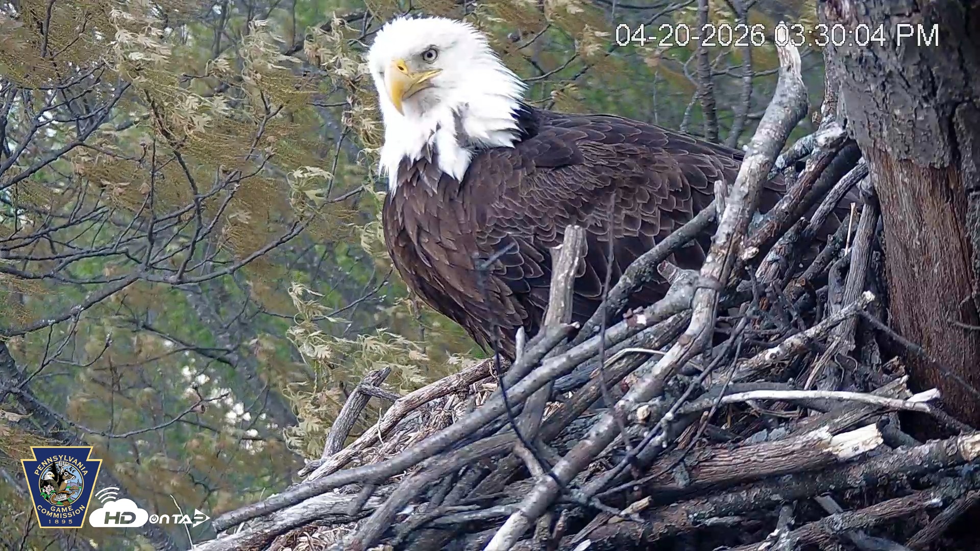 Snapshot of Hanover Eagles Live Cam taken Apr 20, 2026, 3:30pm EDT