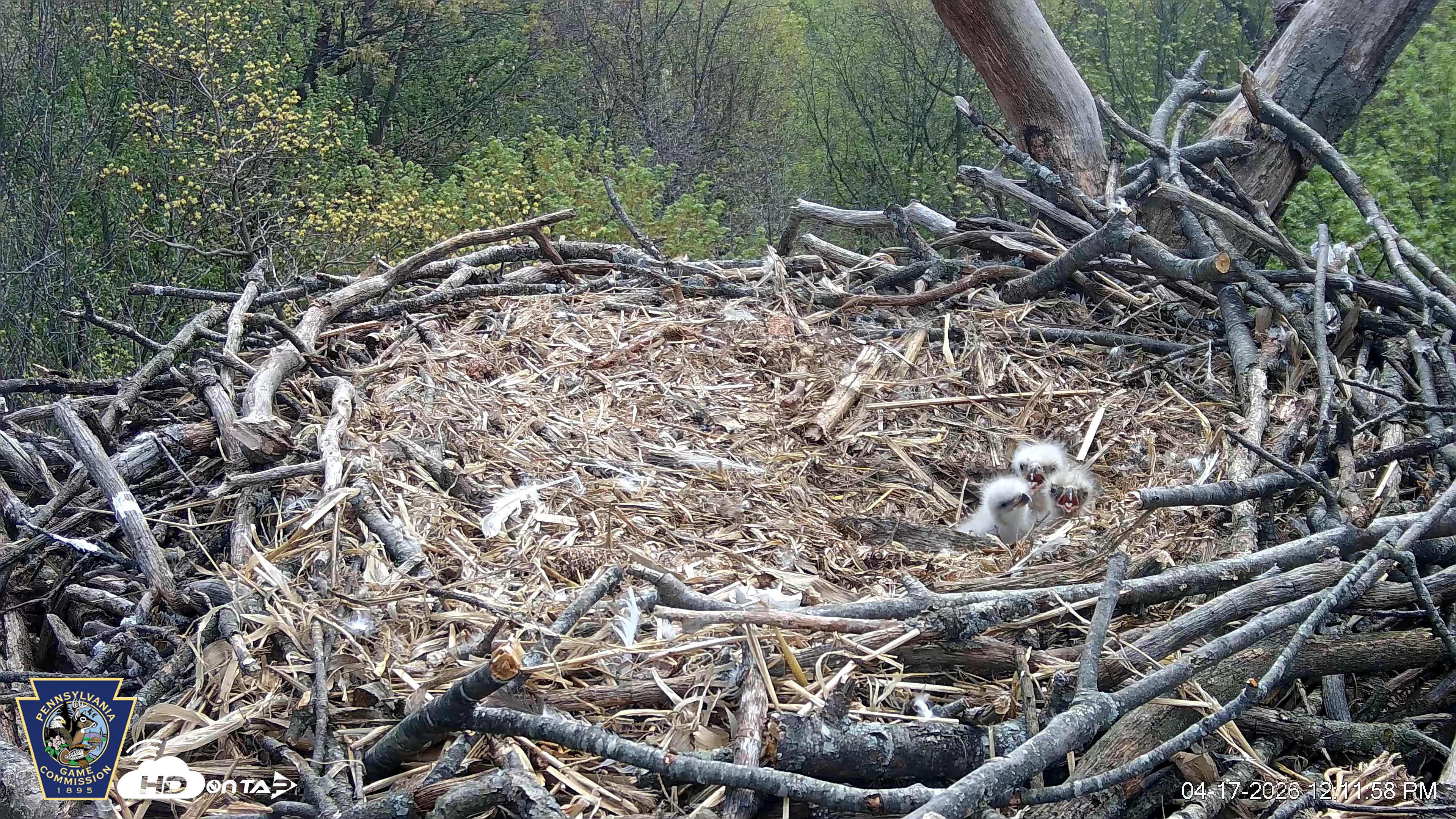 Snapshot of Hanover Eagles Live Cam taken Apr 17, 2026, 12:12pm EDT